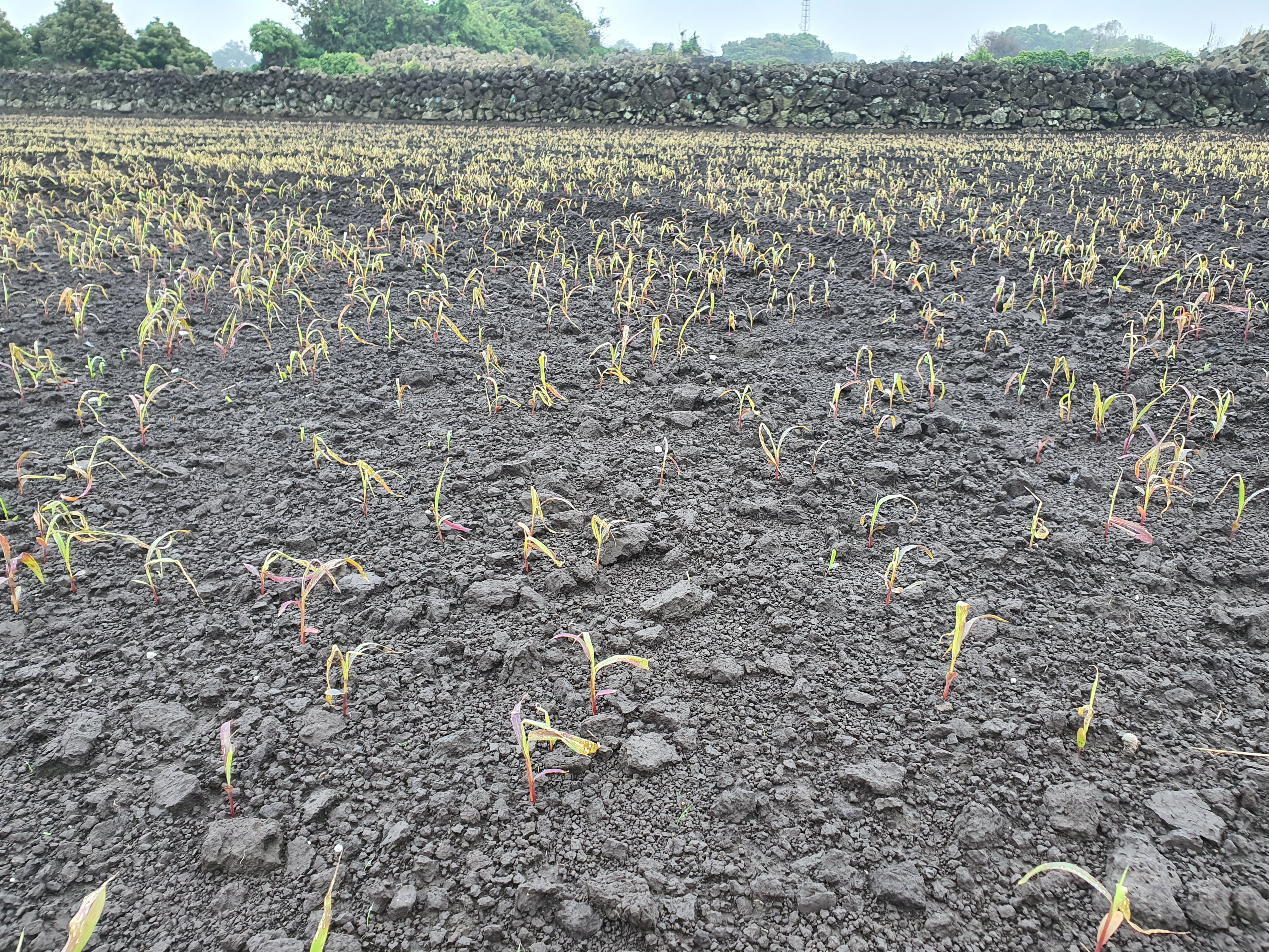 녹비를 파종했는데