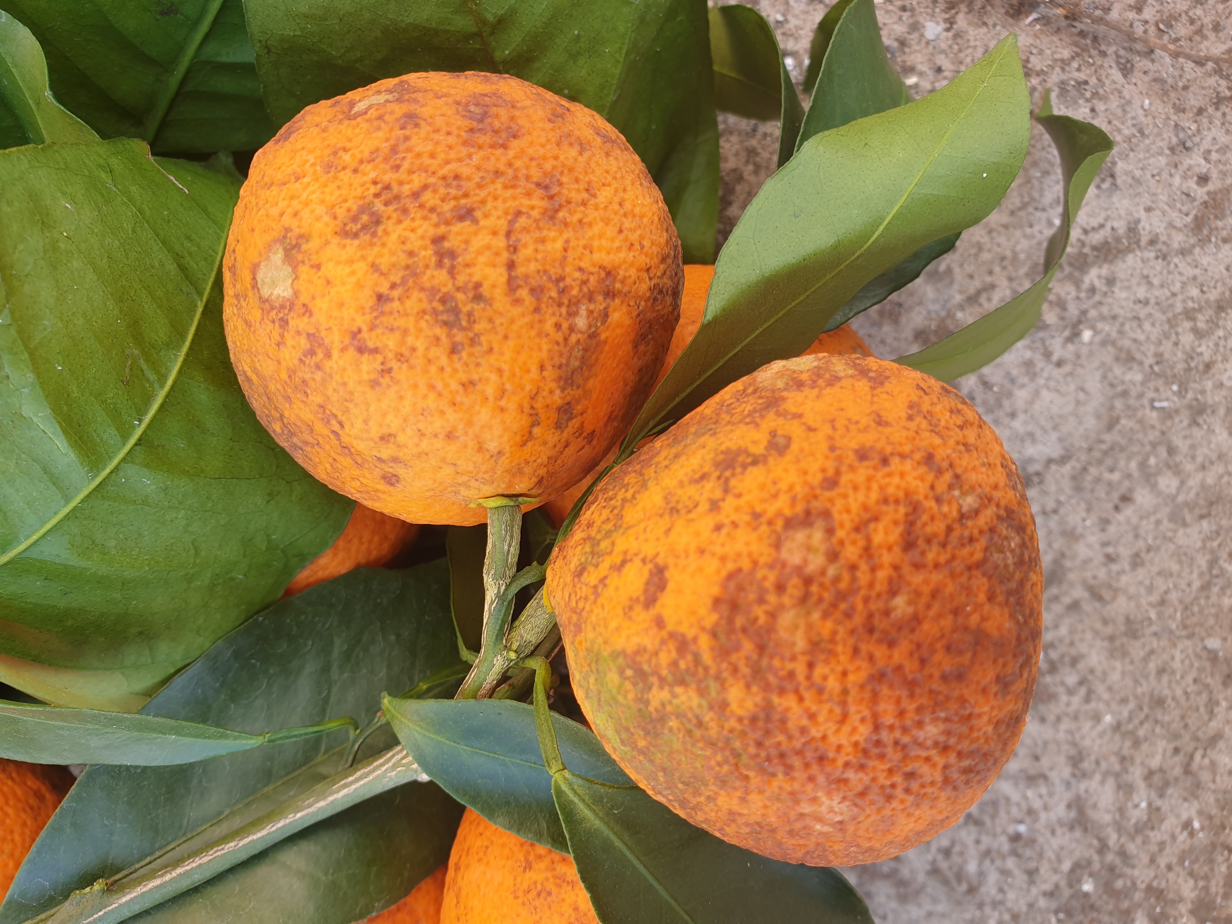 병충해 관련 문의