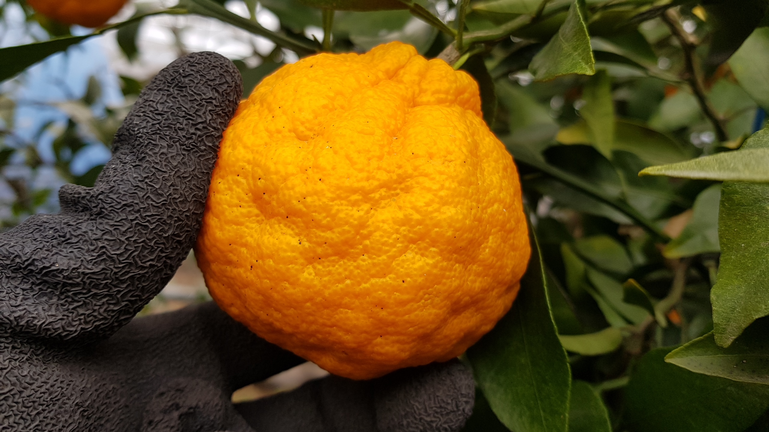 노지한라봉 과실 상태