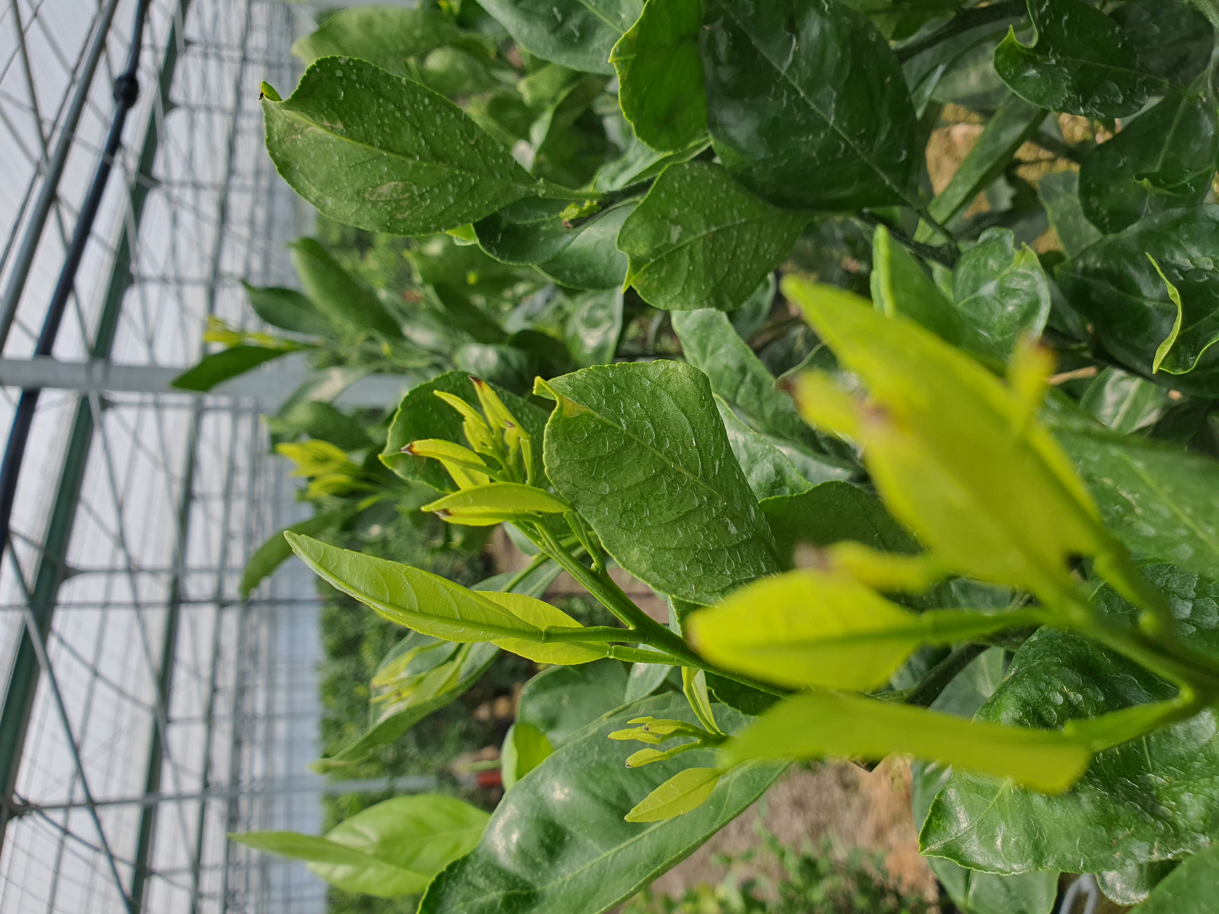 새순잎끝이고사