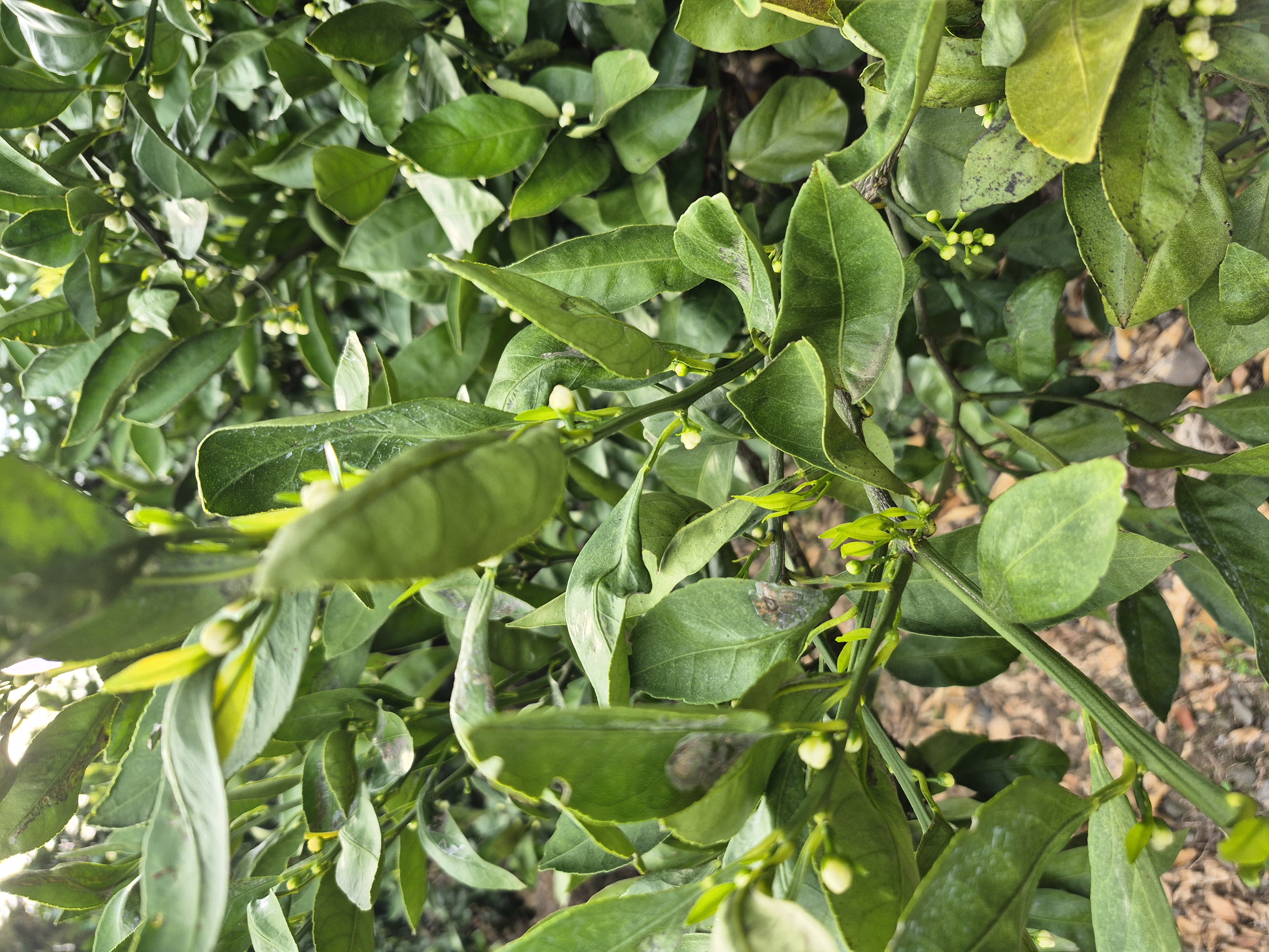 노지감귤 농약살포 문의