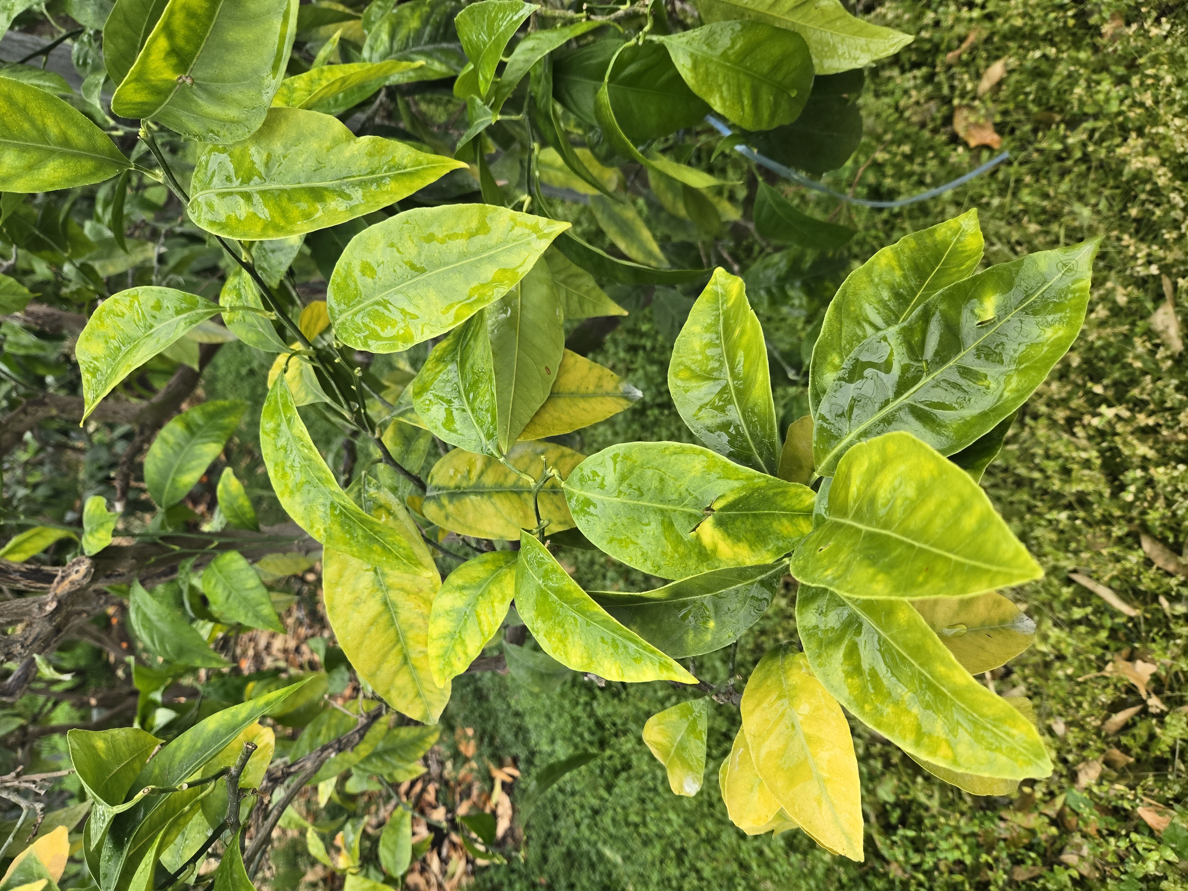 일남일호 나뭇잎 색 문의