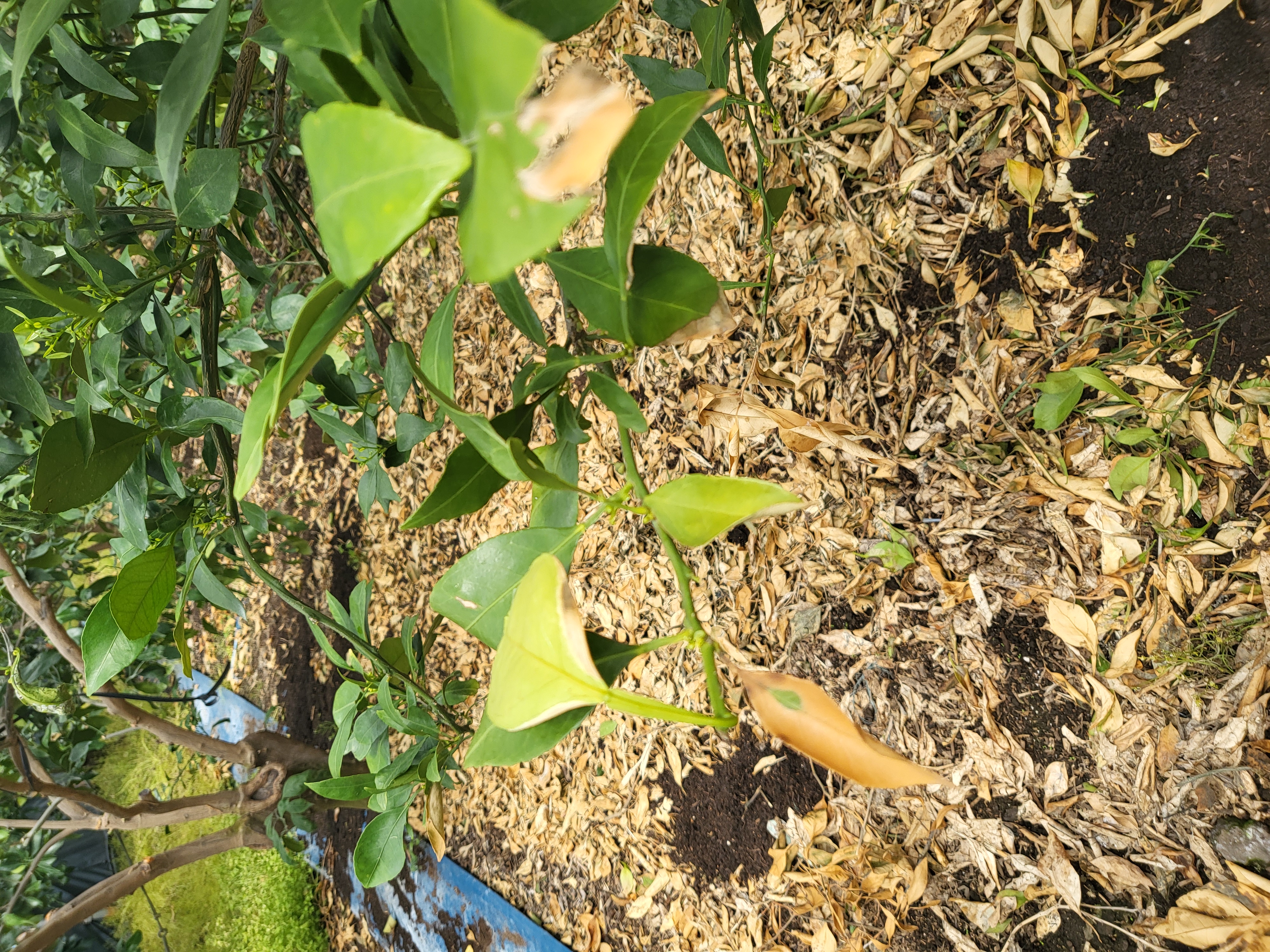 레드향 천혜향 나무 갈색잎사귀