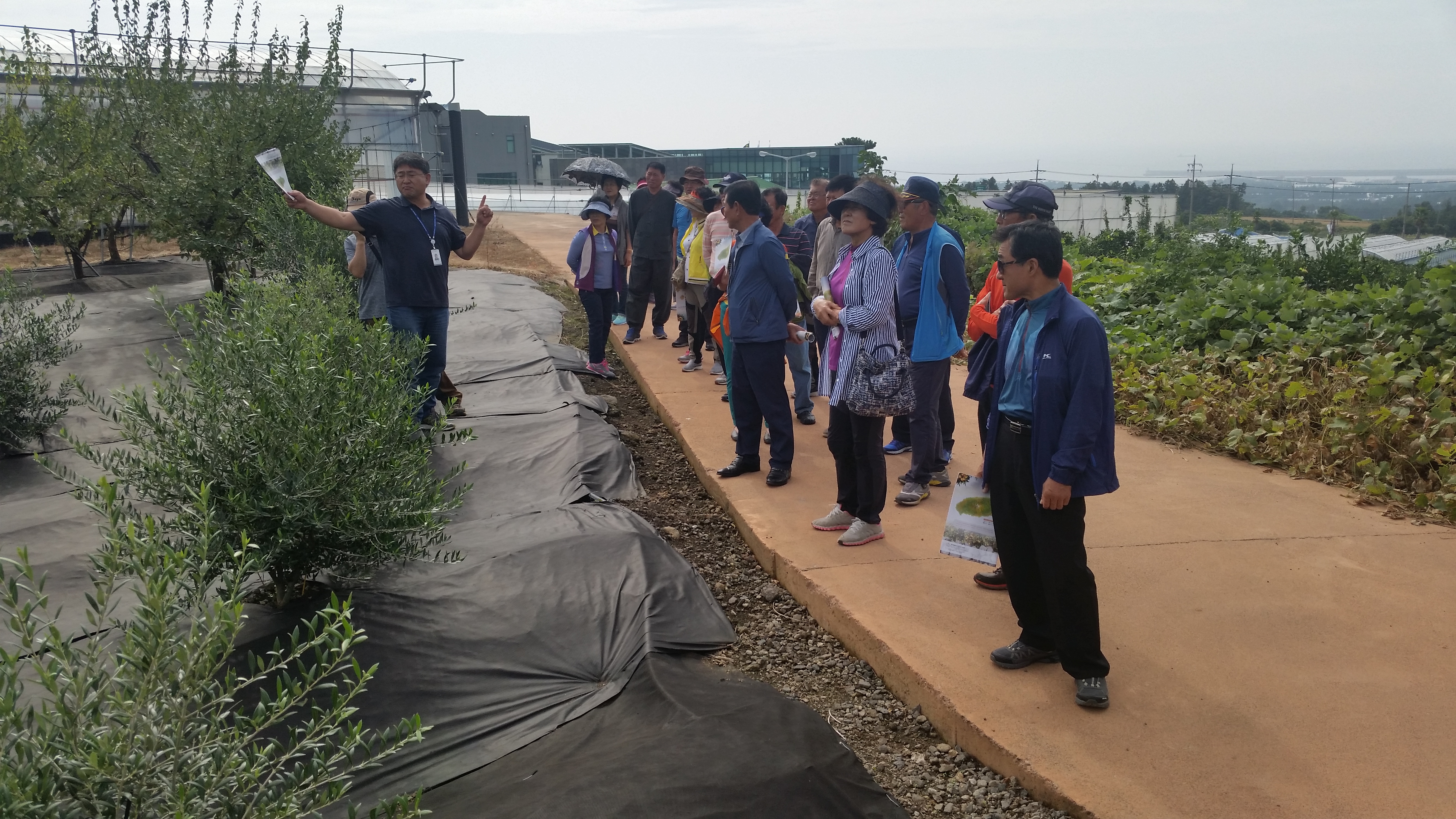 170928-170929 고품질 한라봉 생산 및 발전을 위한 현장교육