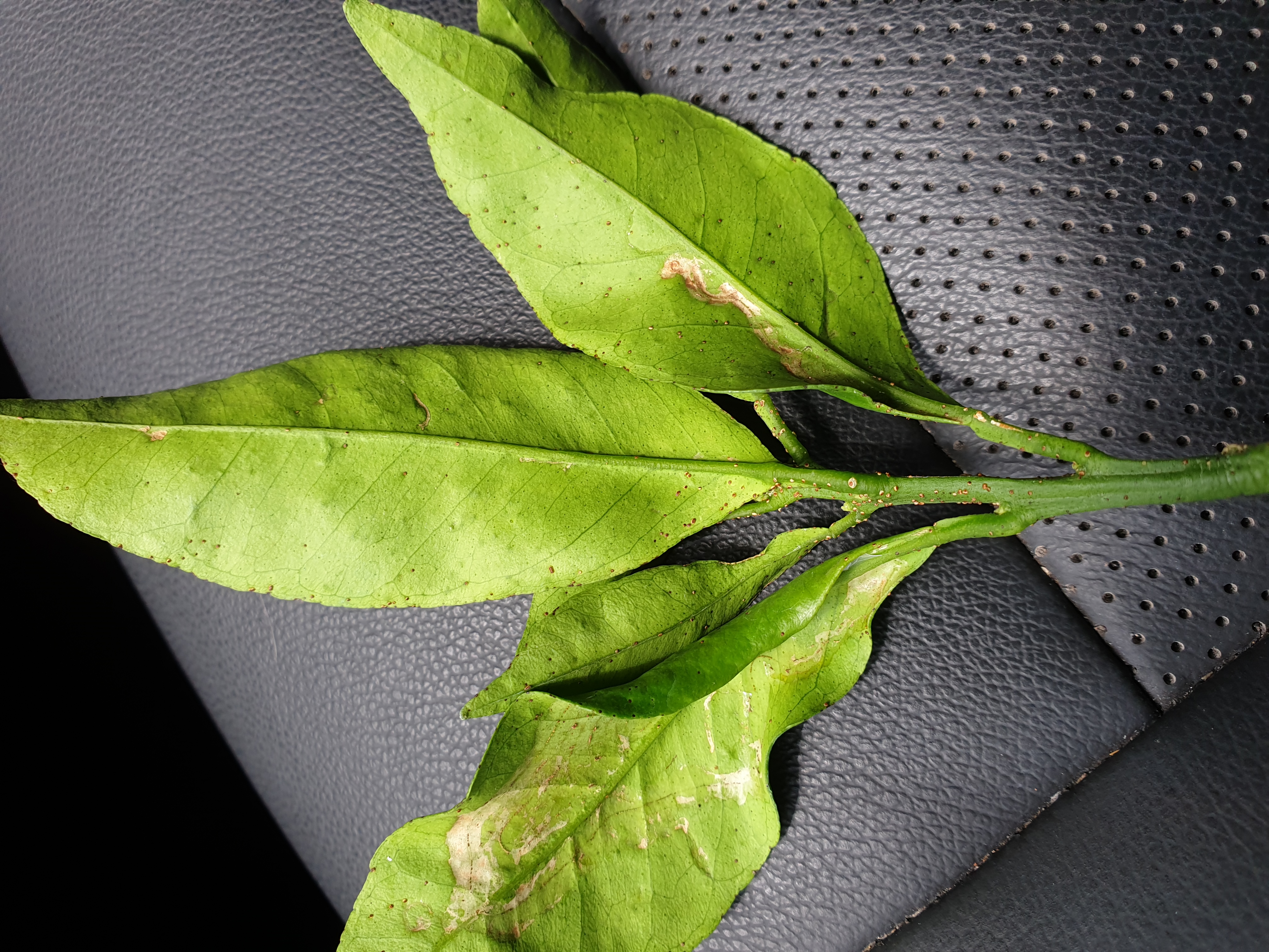 잎과 가지에 해충이 