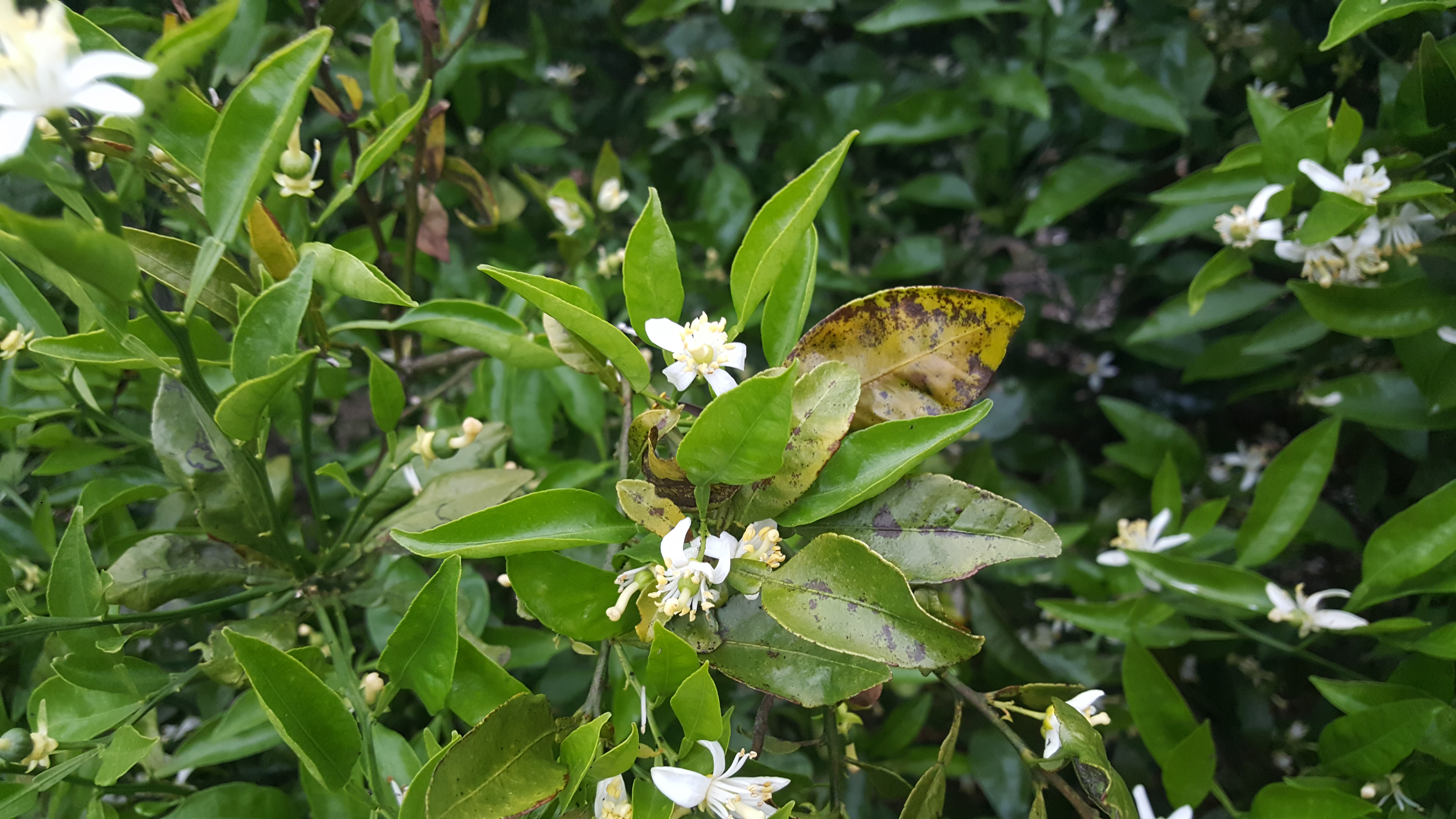 노지 한라봉 진단 부탁드립니다.