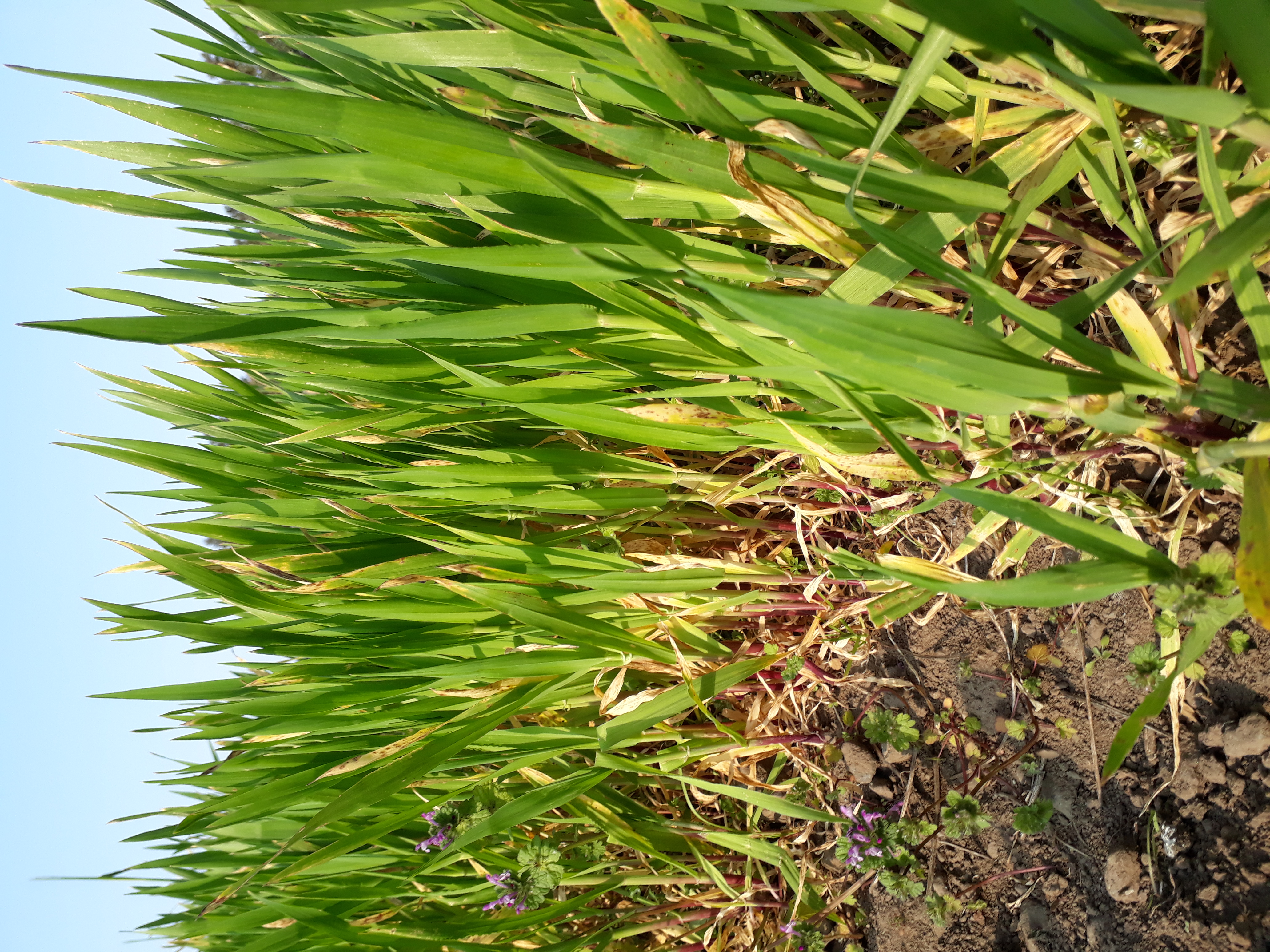 자색보리가 병이 든것 같아요