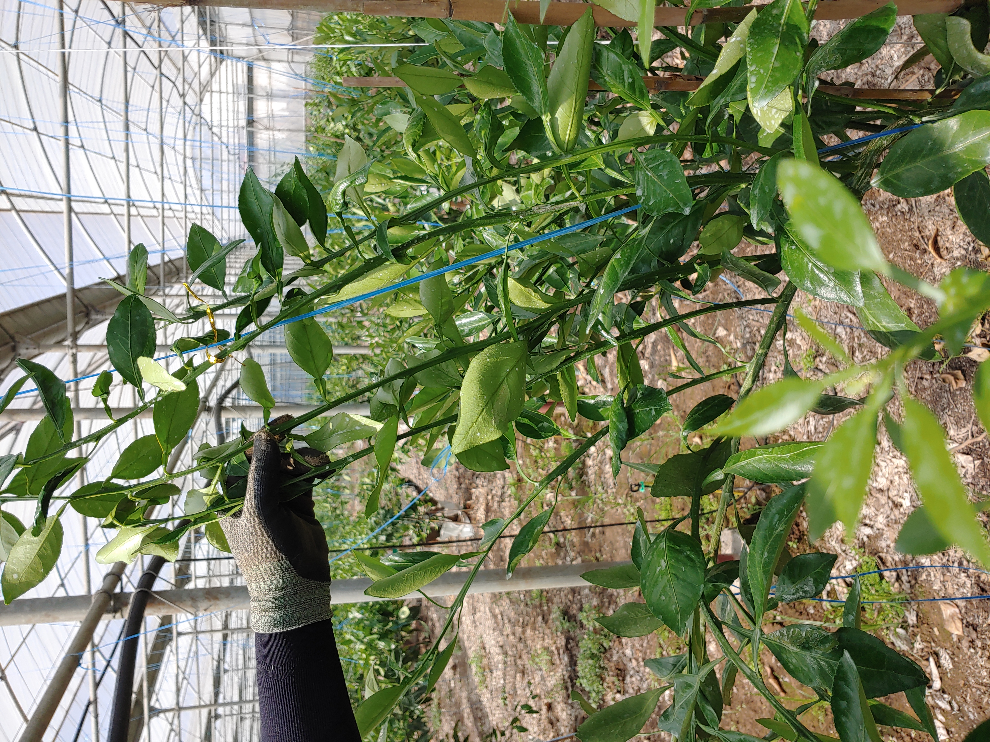 고접 레드향 여름순