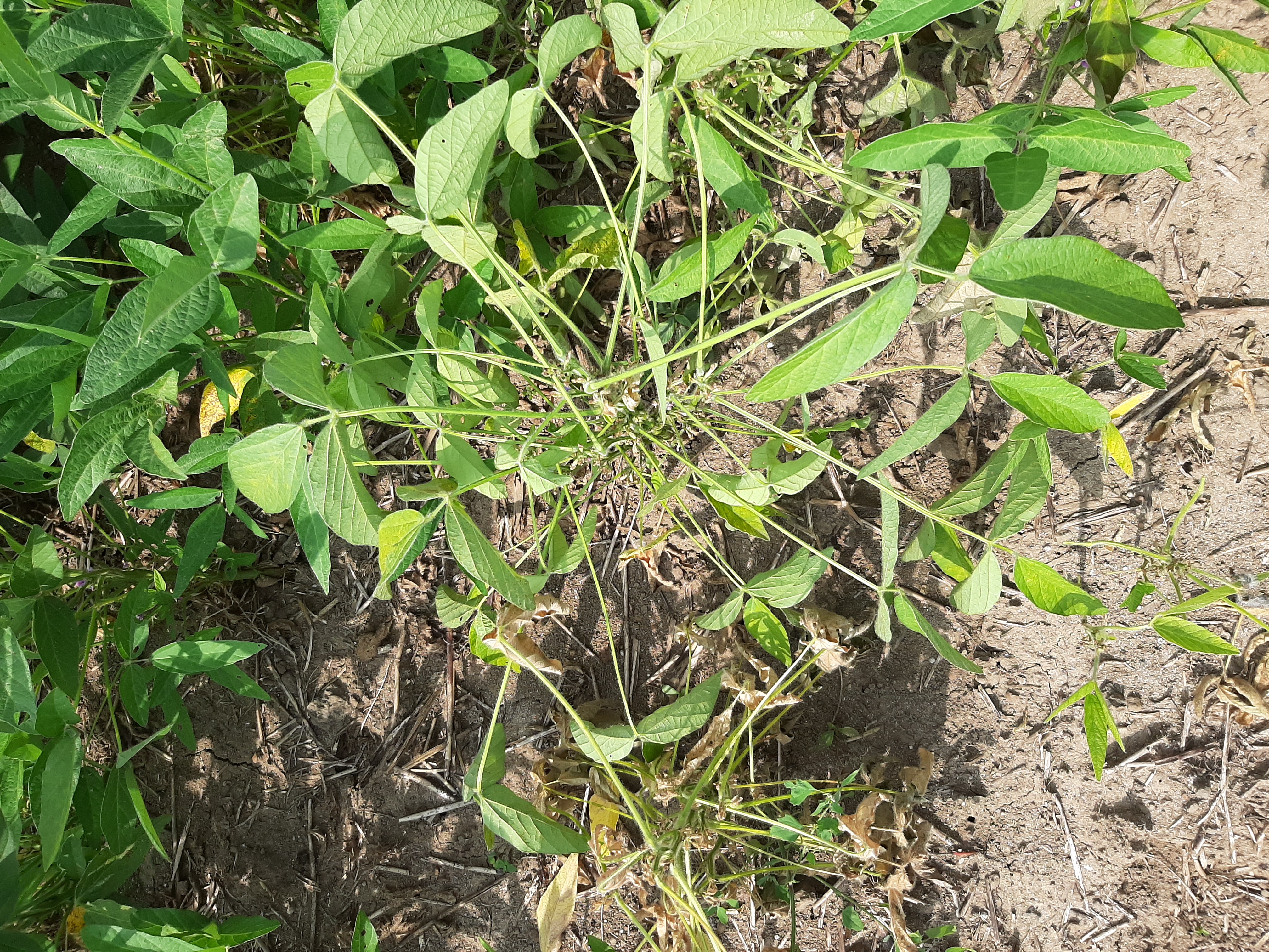 콩 병충해 진단 및 처방 요청