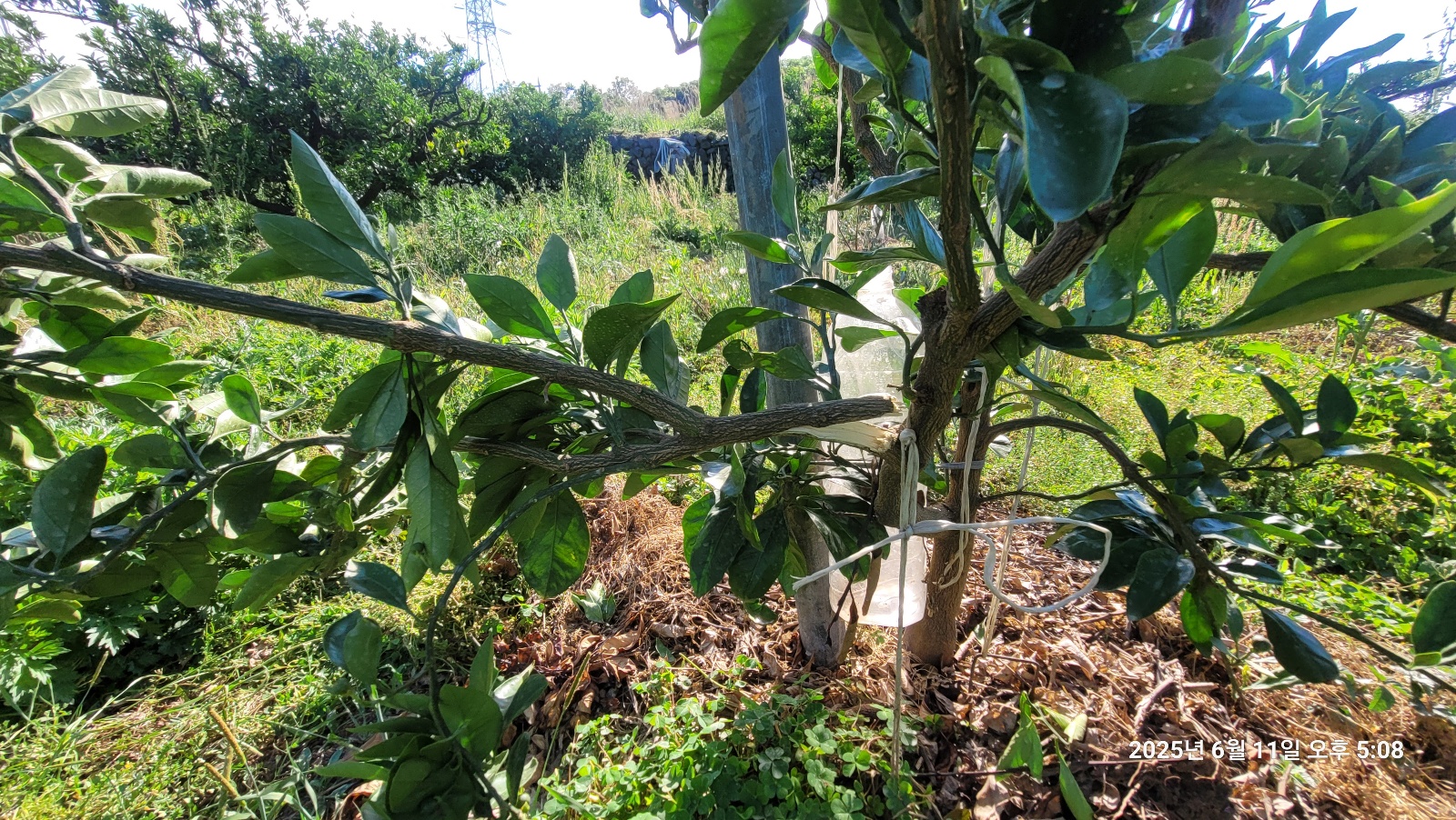 유목 조수피해여부