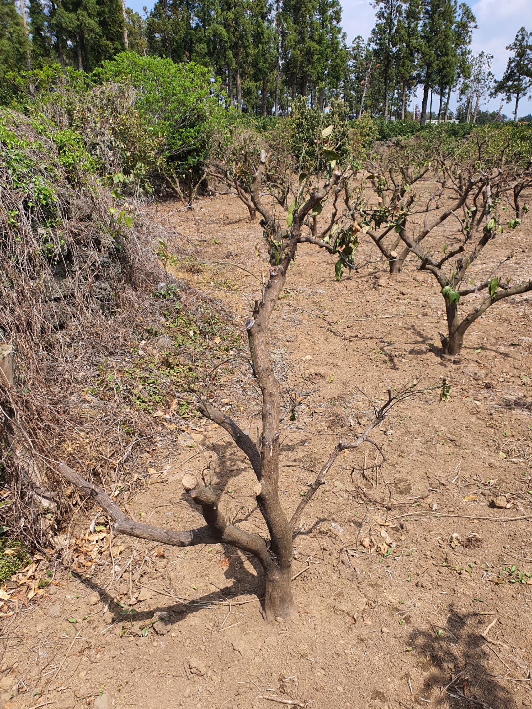 노지감귤 죽은건가요???