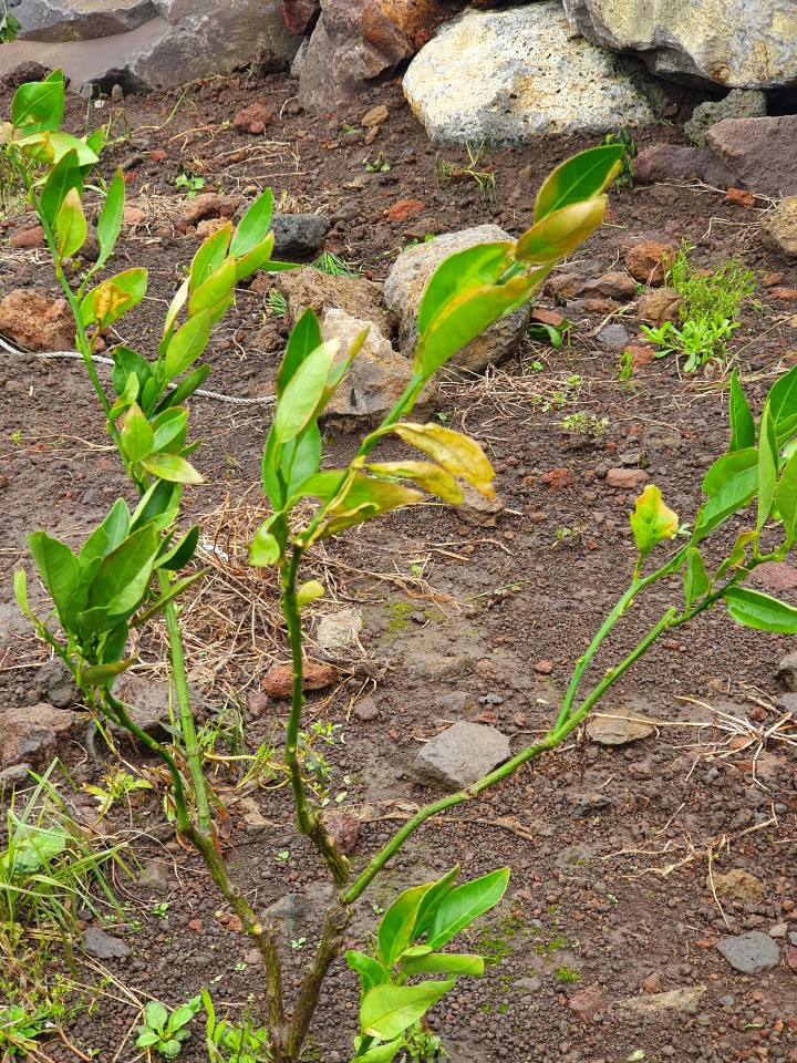 귤나무 키우기 너무 힘드네요...ㅠㅠ