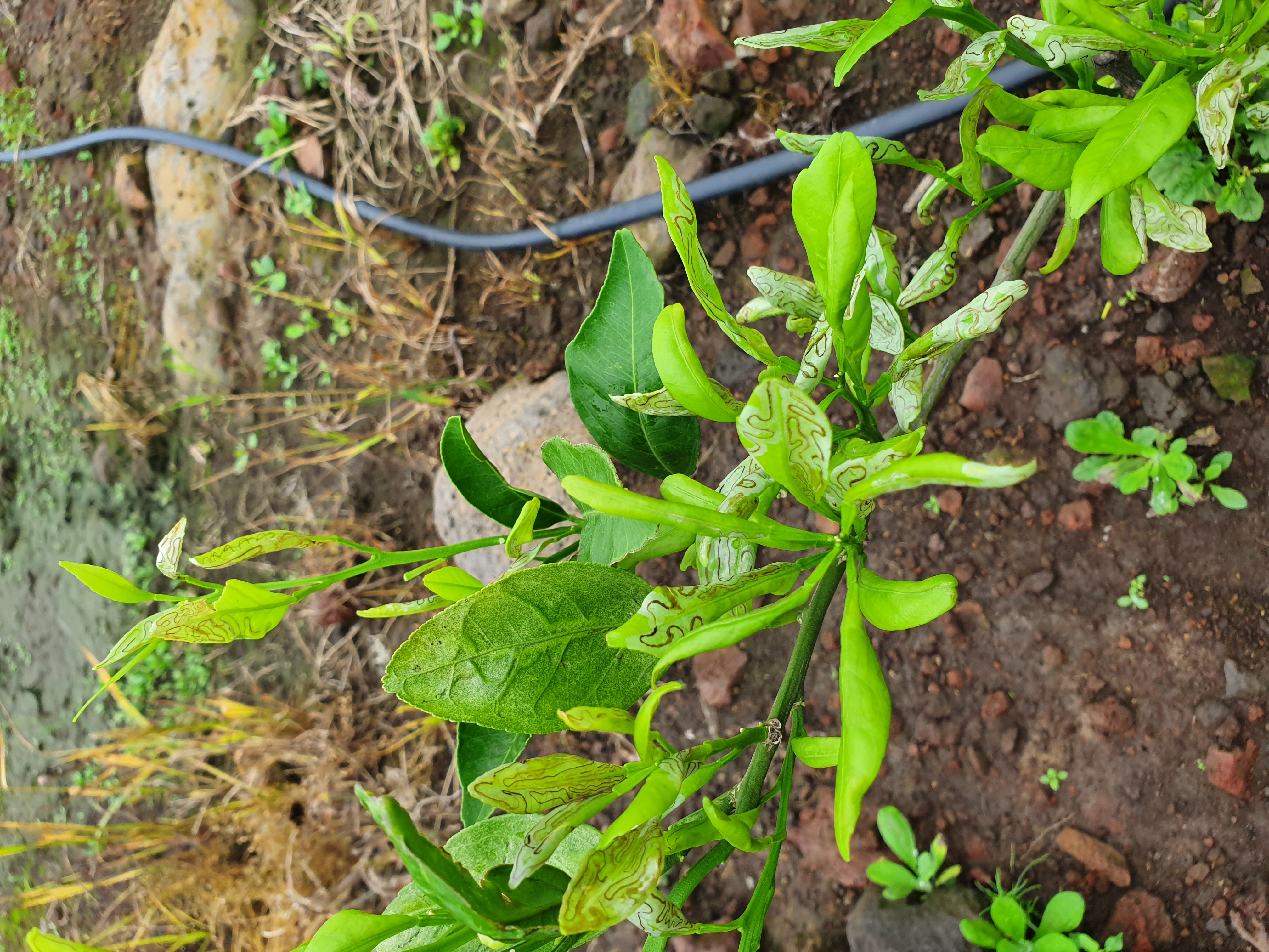 귤나무 잎이 이상해요