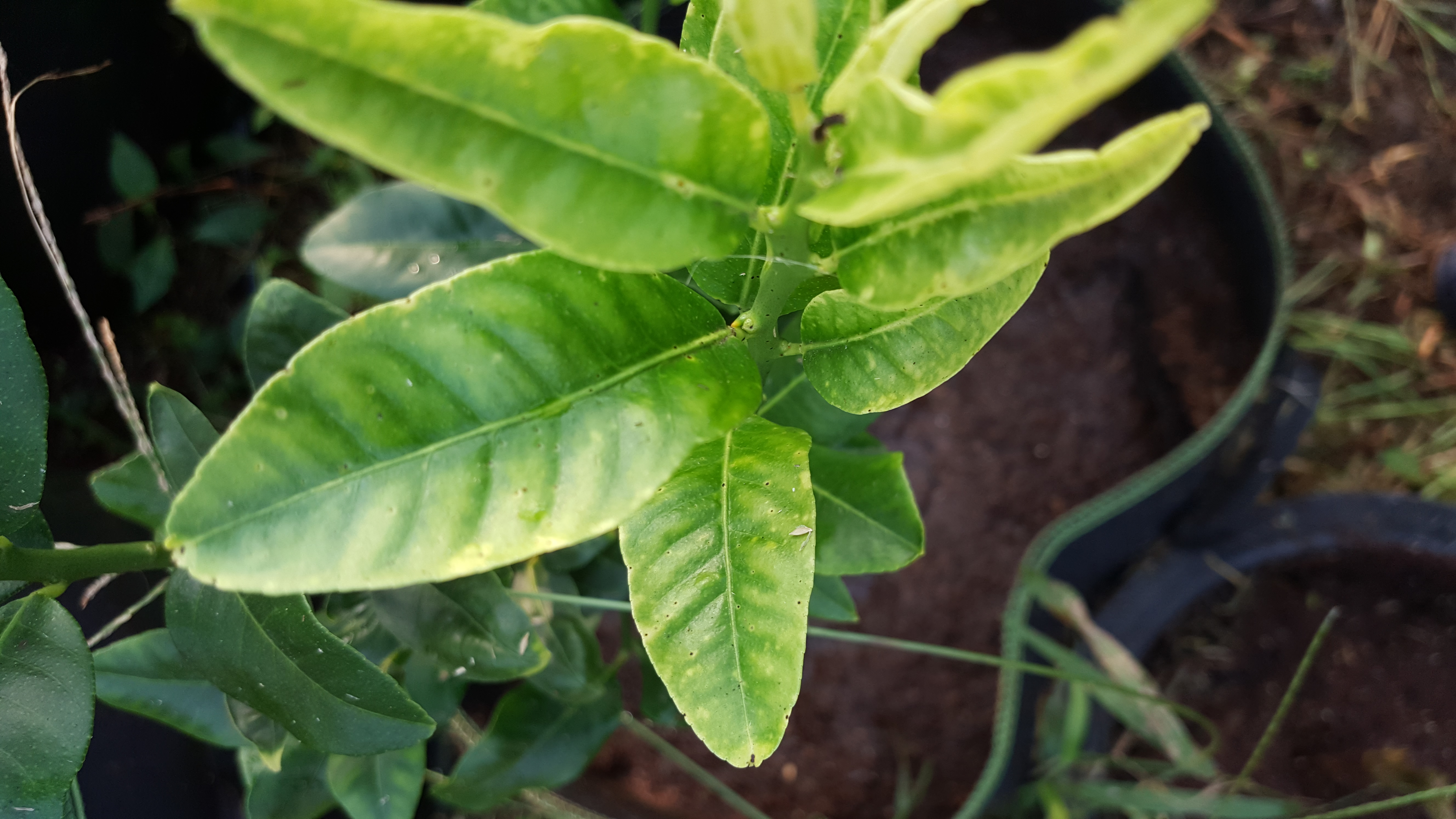 레몬 문의드립니다.