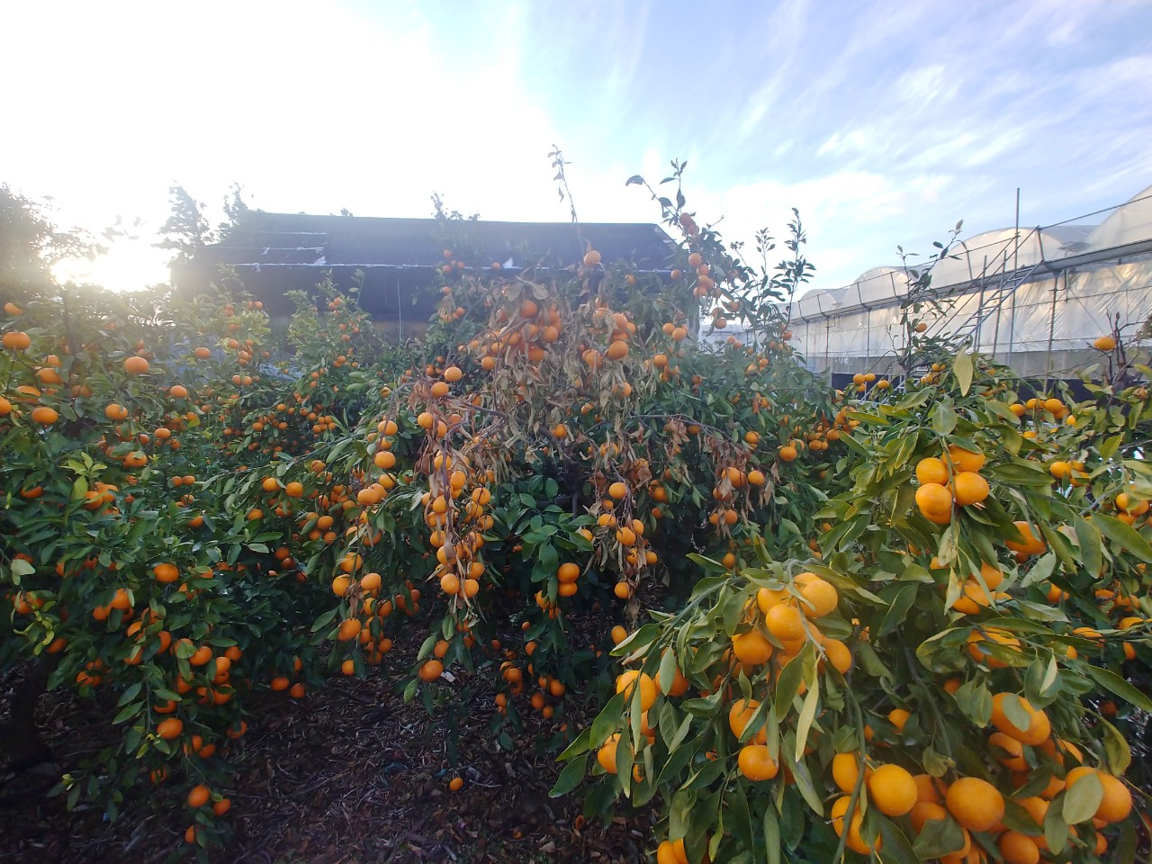 비가림과 노지밀감 재배에 대한 질문드립니다.