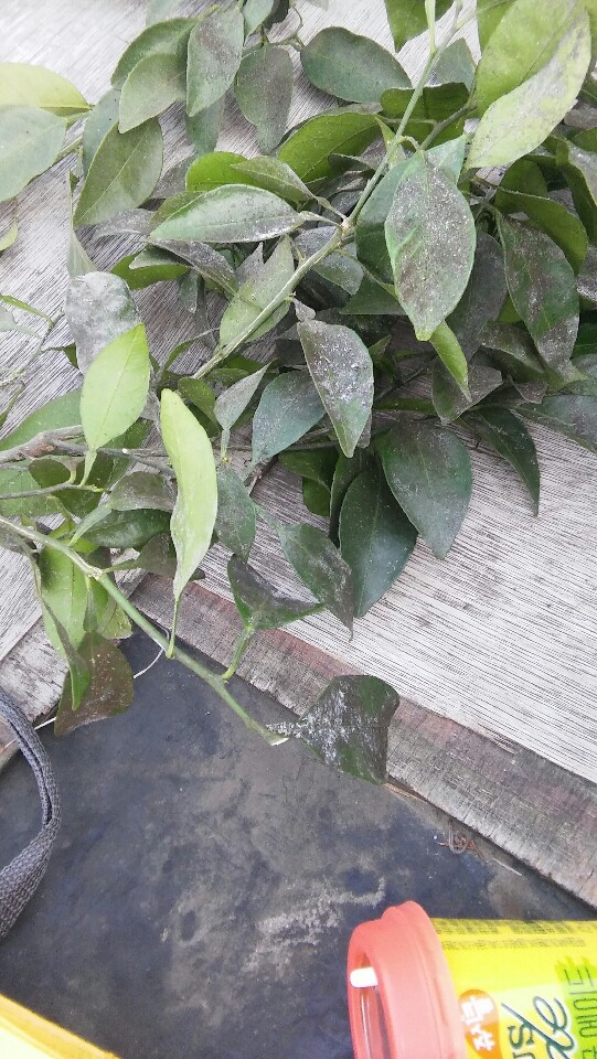 한라봉하우스병충해해결방법