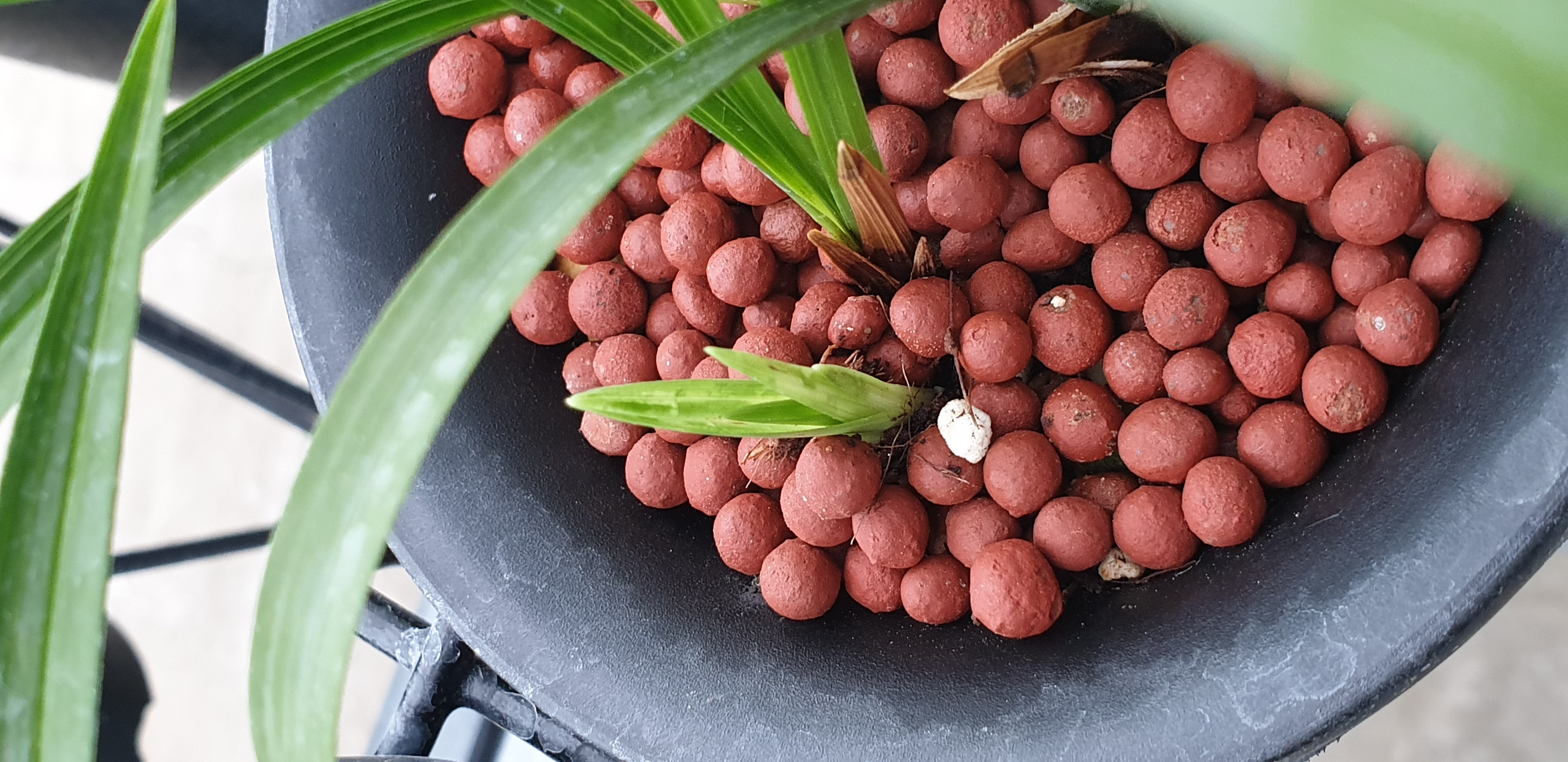 난초 바이러스인지 궁금합니다