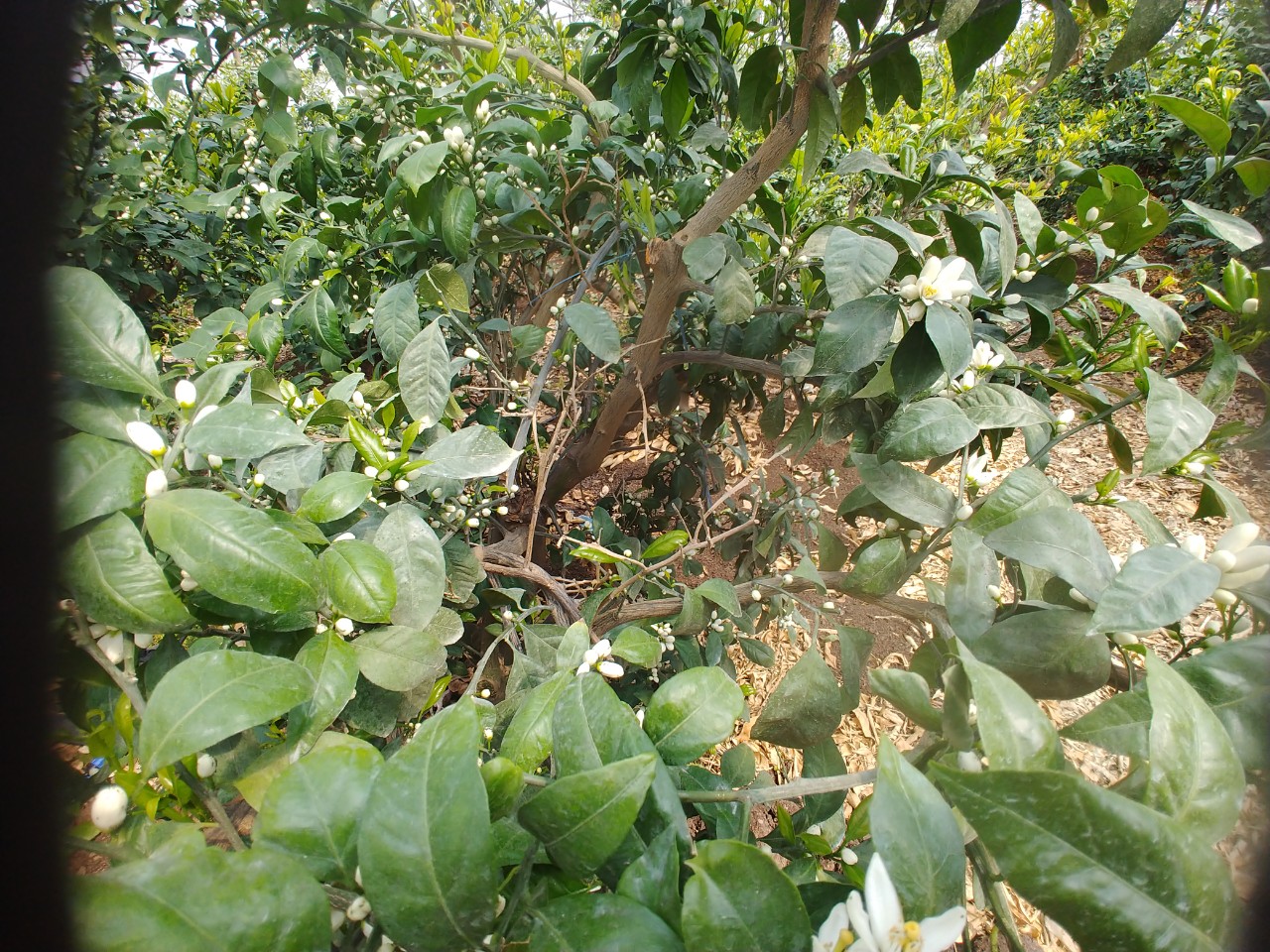 감귤 고사지 처리 관련 질문입니다