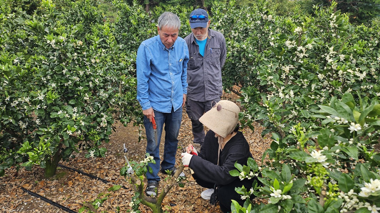 2025년 신규농업인 기초영농기술교육(실습과정-감귤류B반 1차)