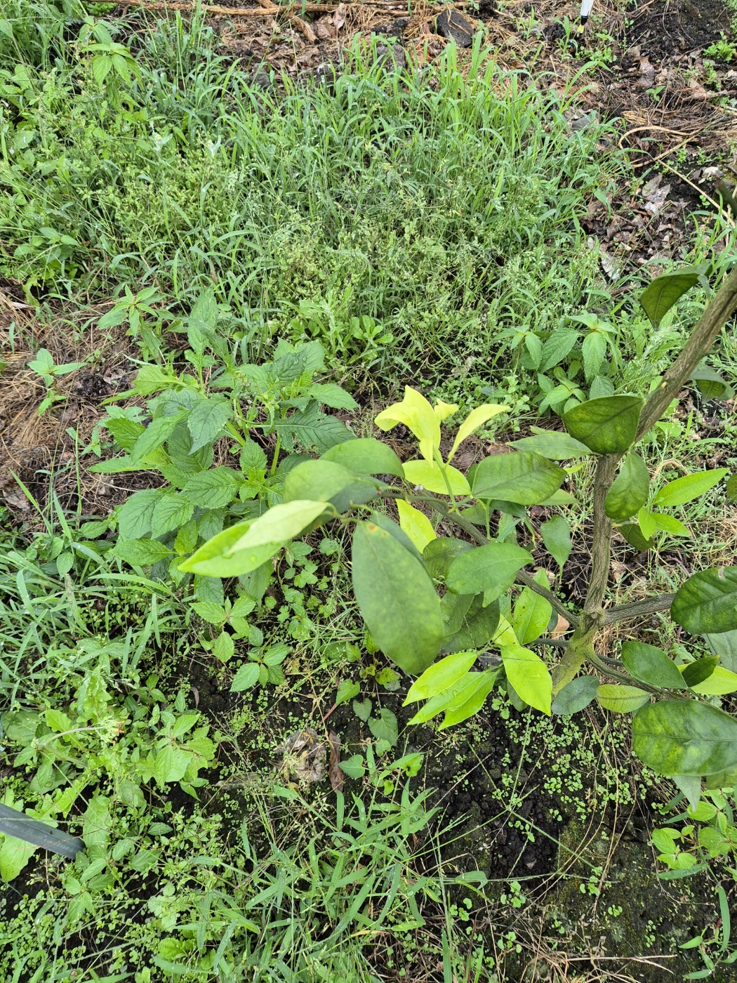 카라향 2년생 묘목 관련