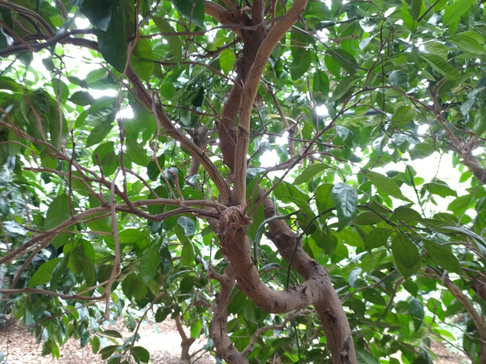 감귤 나무 죽은가지가 너무 많습니다.