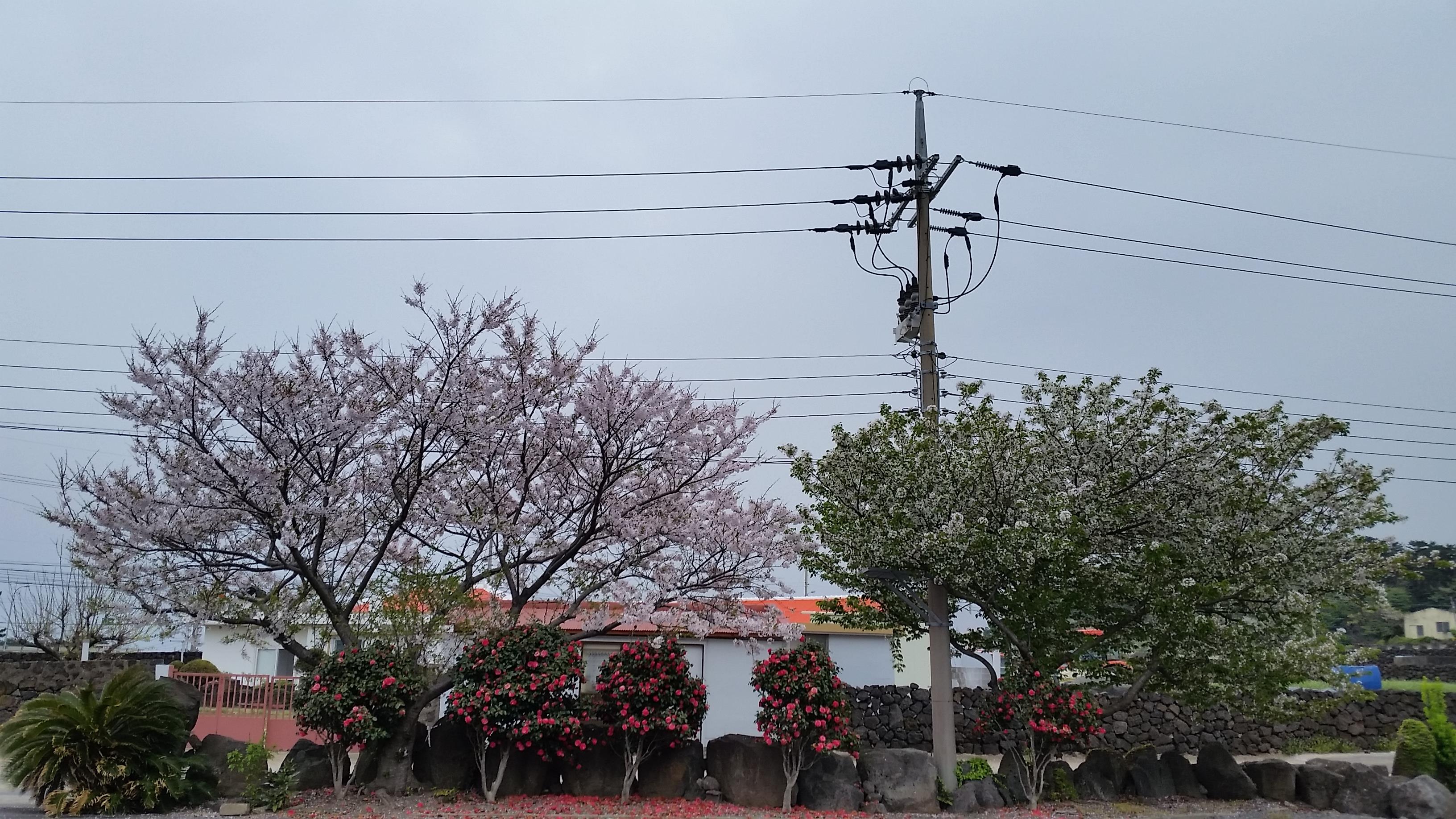 벚나무 아래, 동부농업기술센터