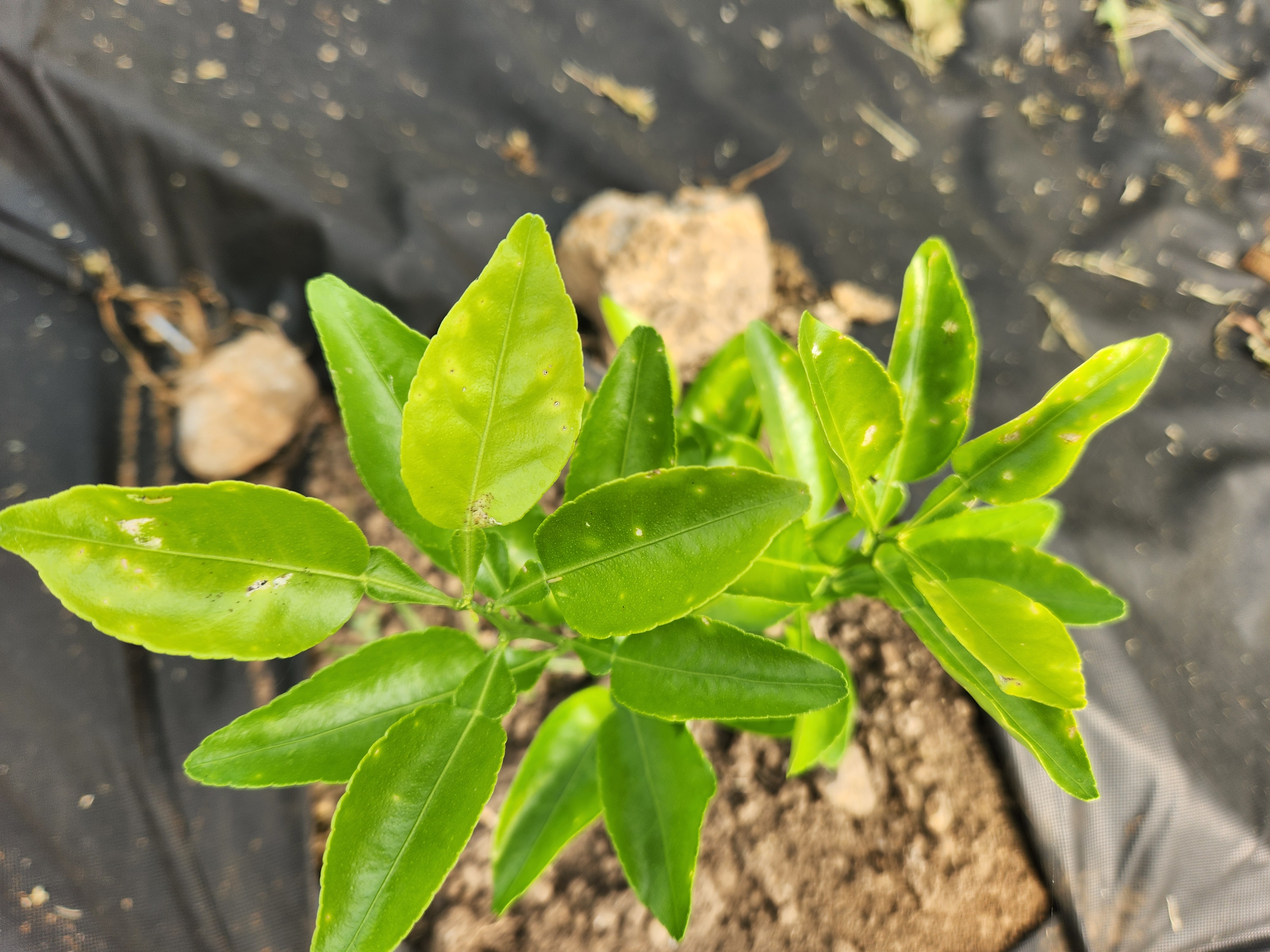 다이마사키(홍한라봉) 잎사귀 문의