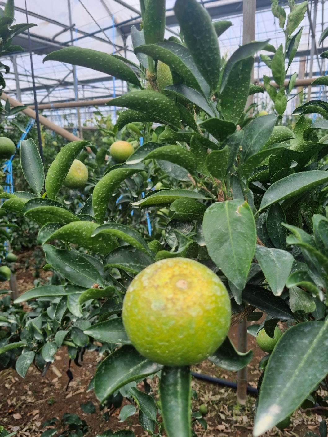 천혜향 열매 상태 문의