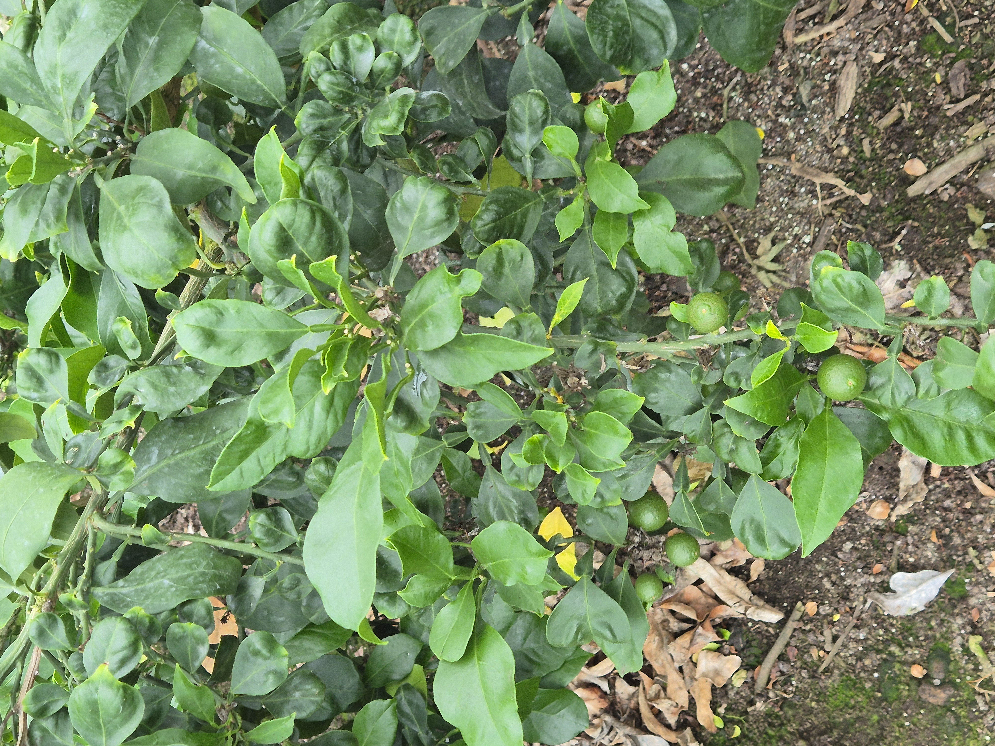 황금향 묘목 관련 질의드립니다.