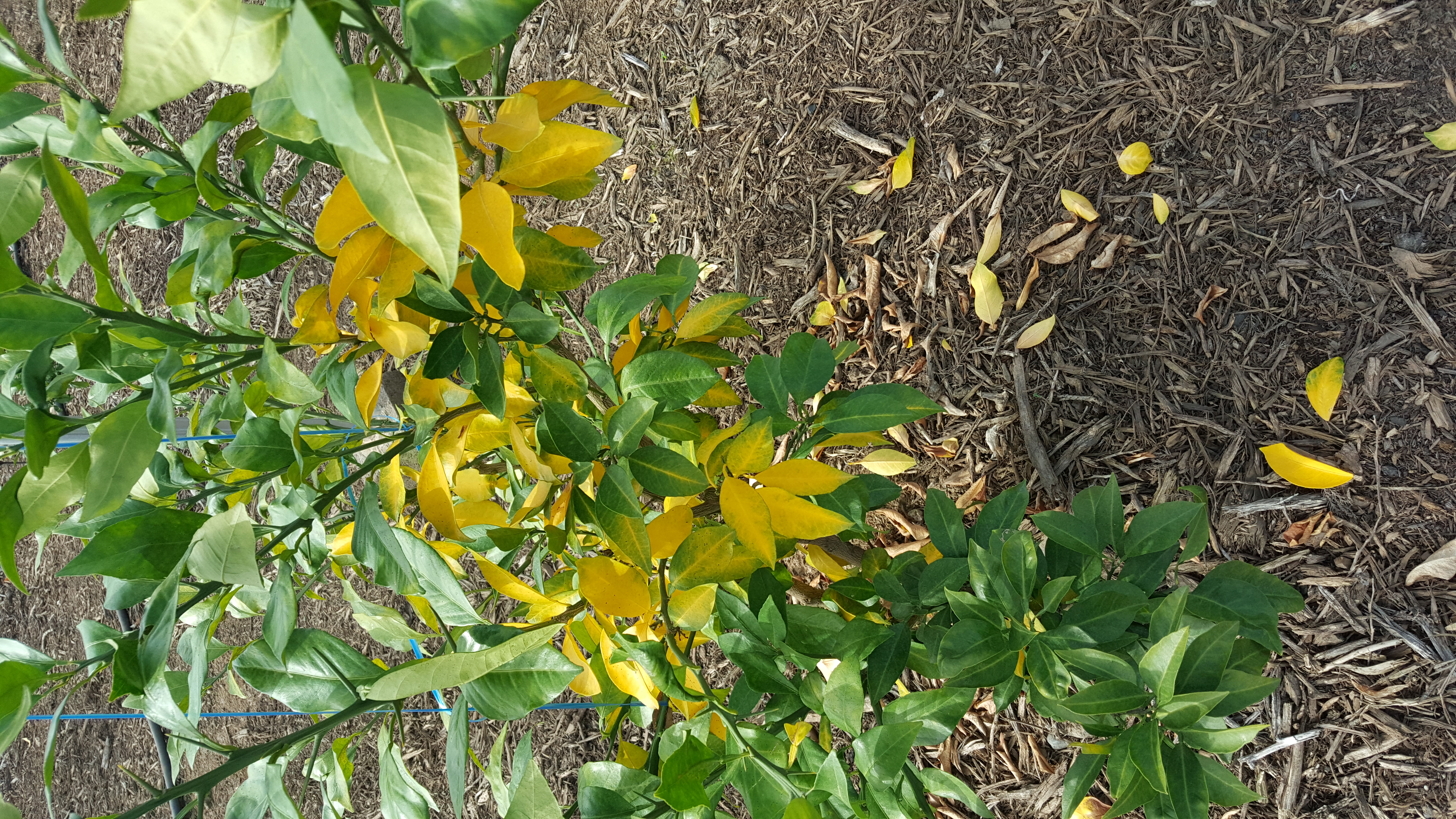 황금향 상담입니다