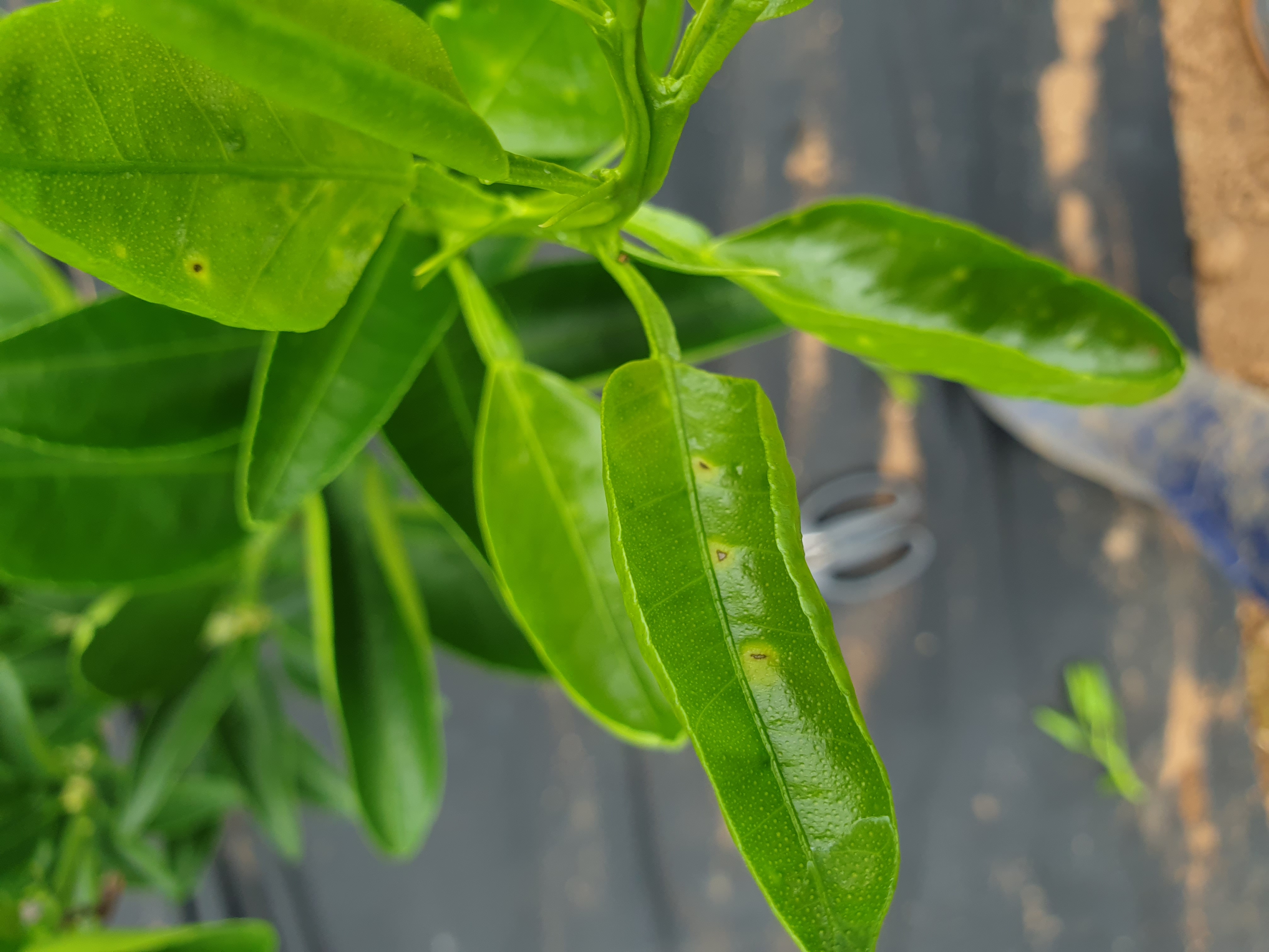 천혜향 입의 바점