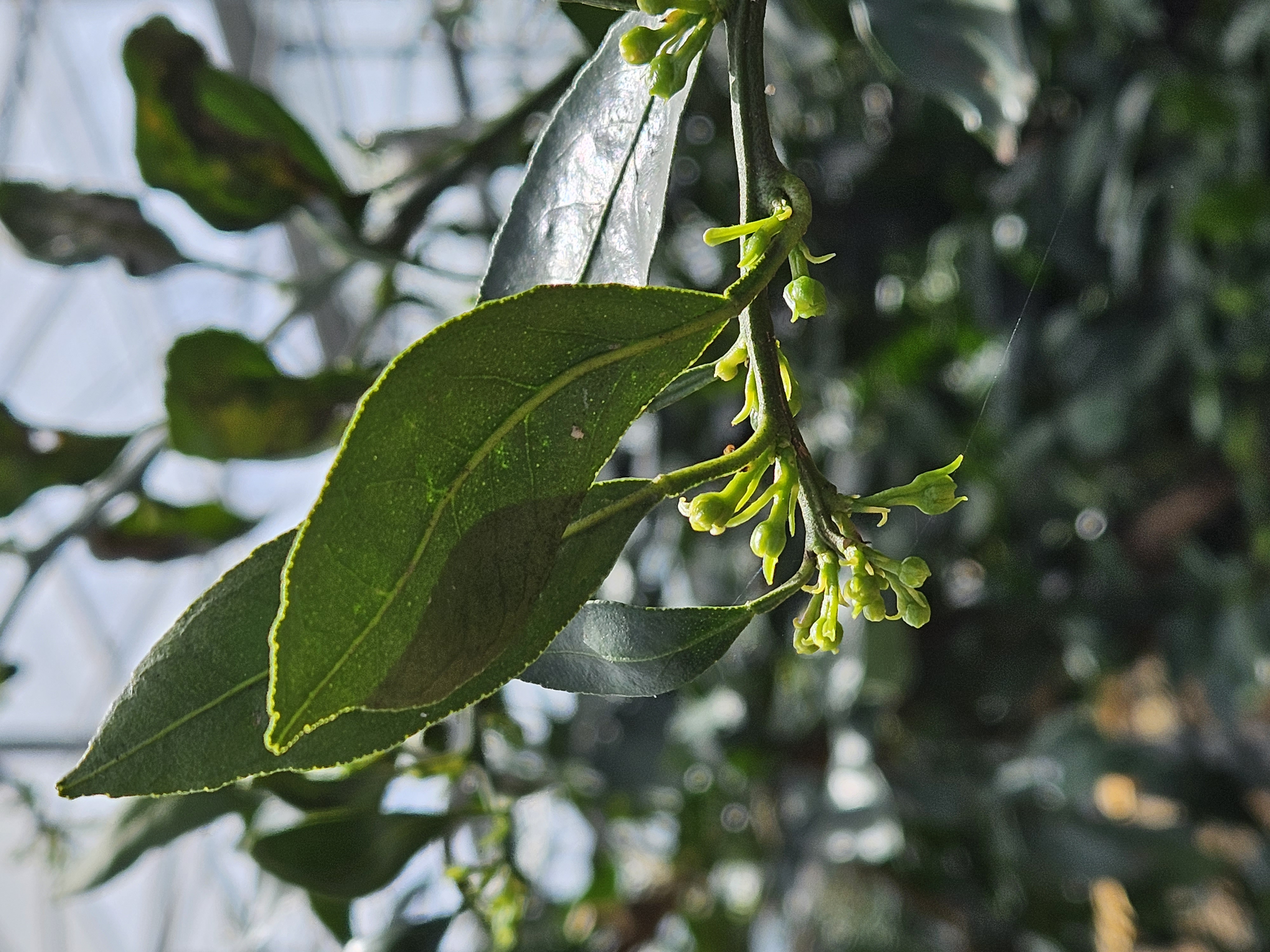 비가림하우스(월동) 물 주기