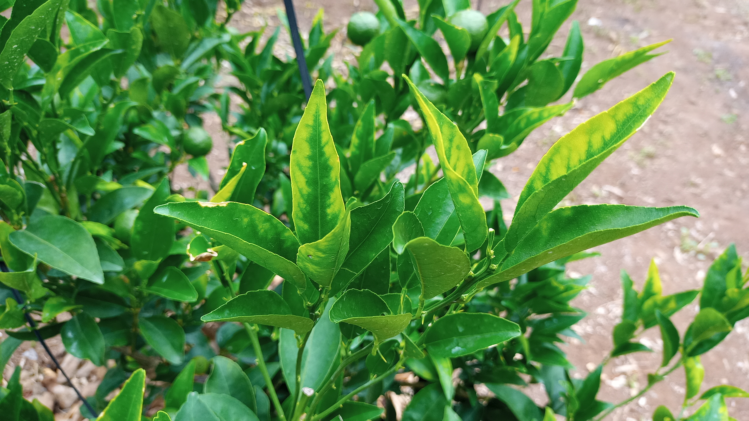 천혜향 잎 증상문의