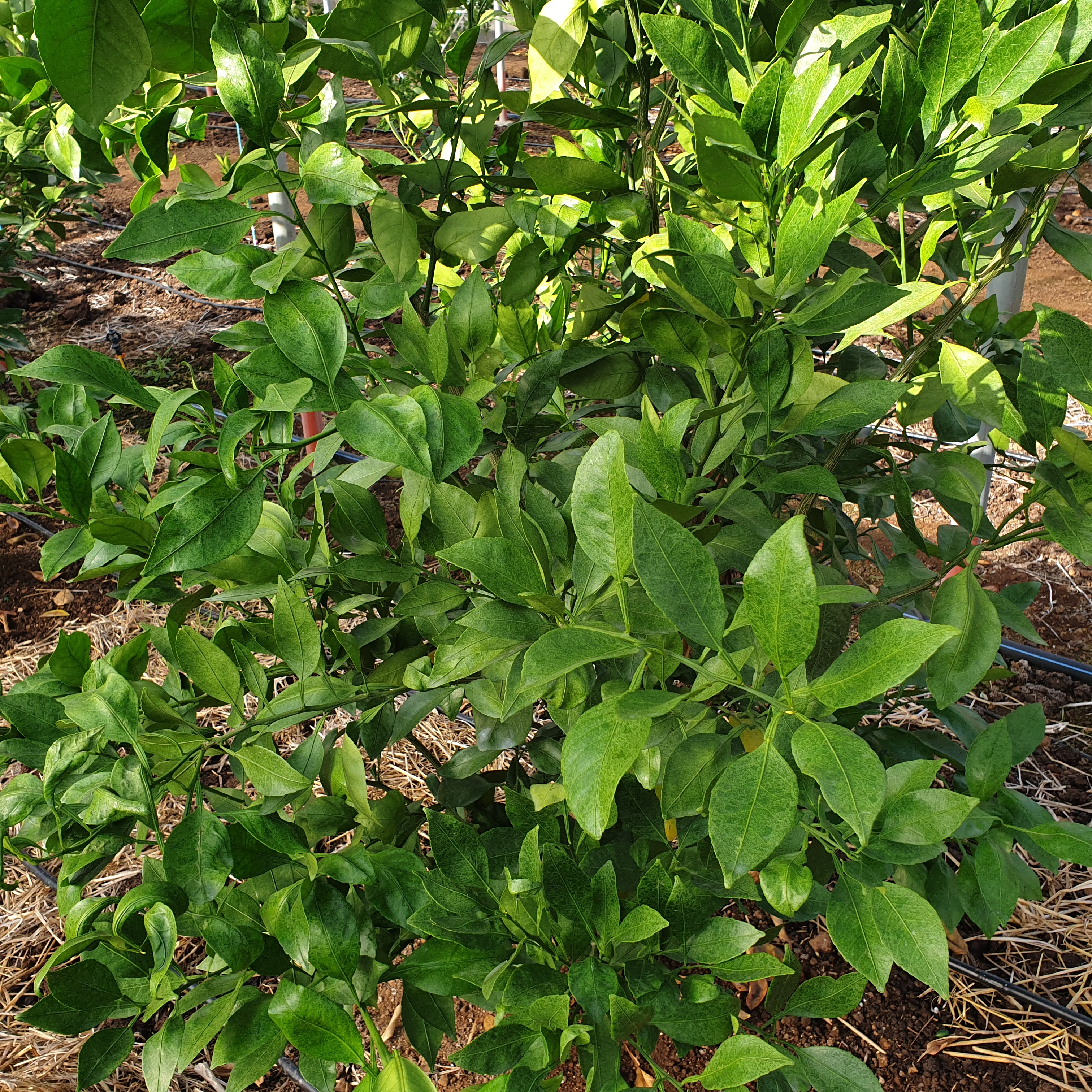 레드향 이상증상