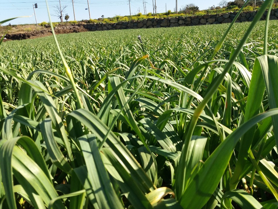 장새미 마늘쫑 뽑기 