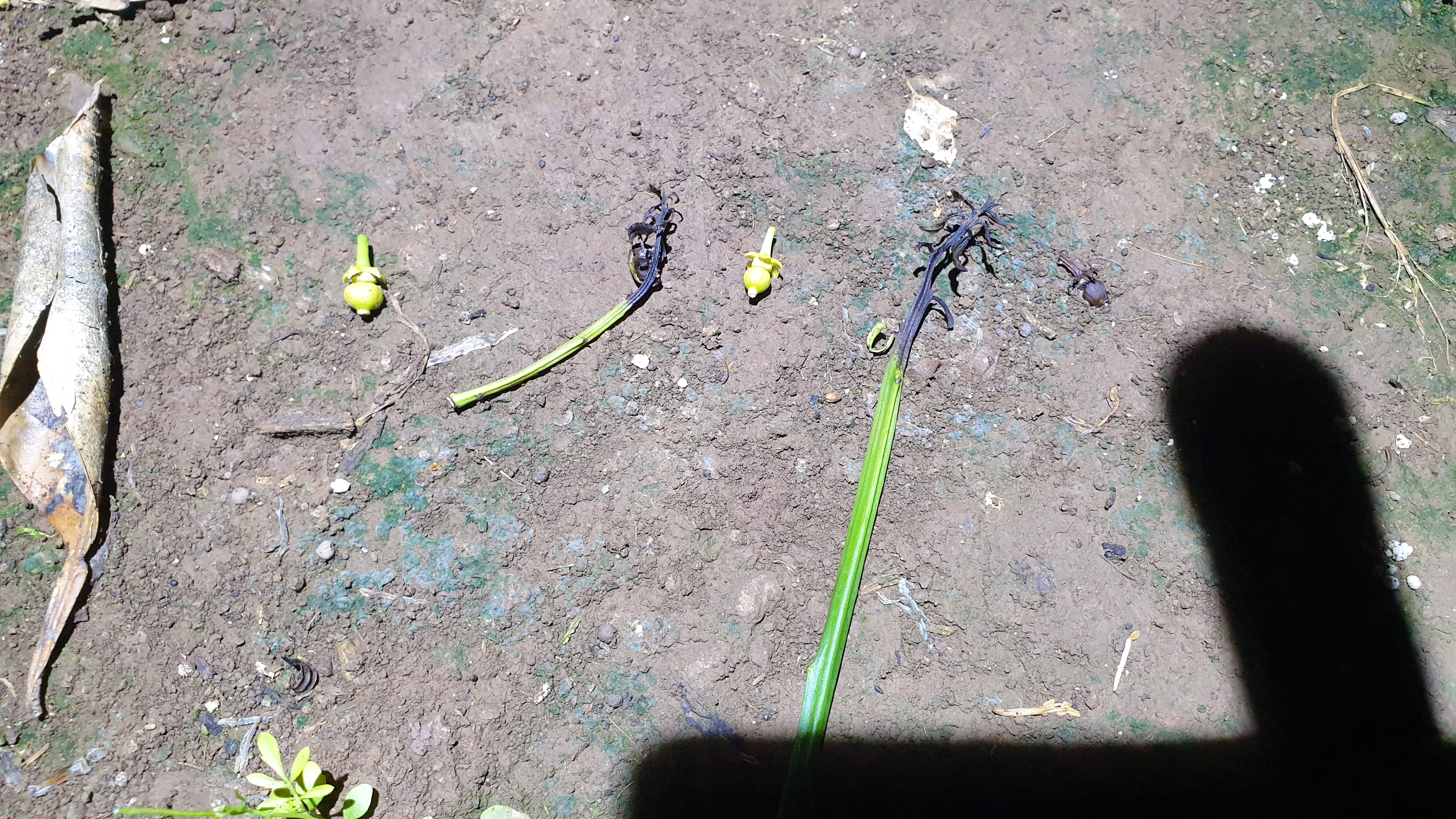 새순 고사 및 열매기형