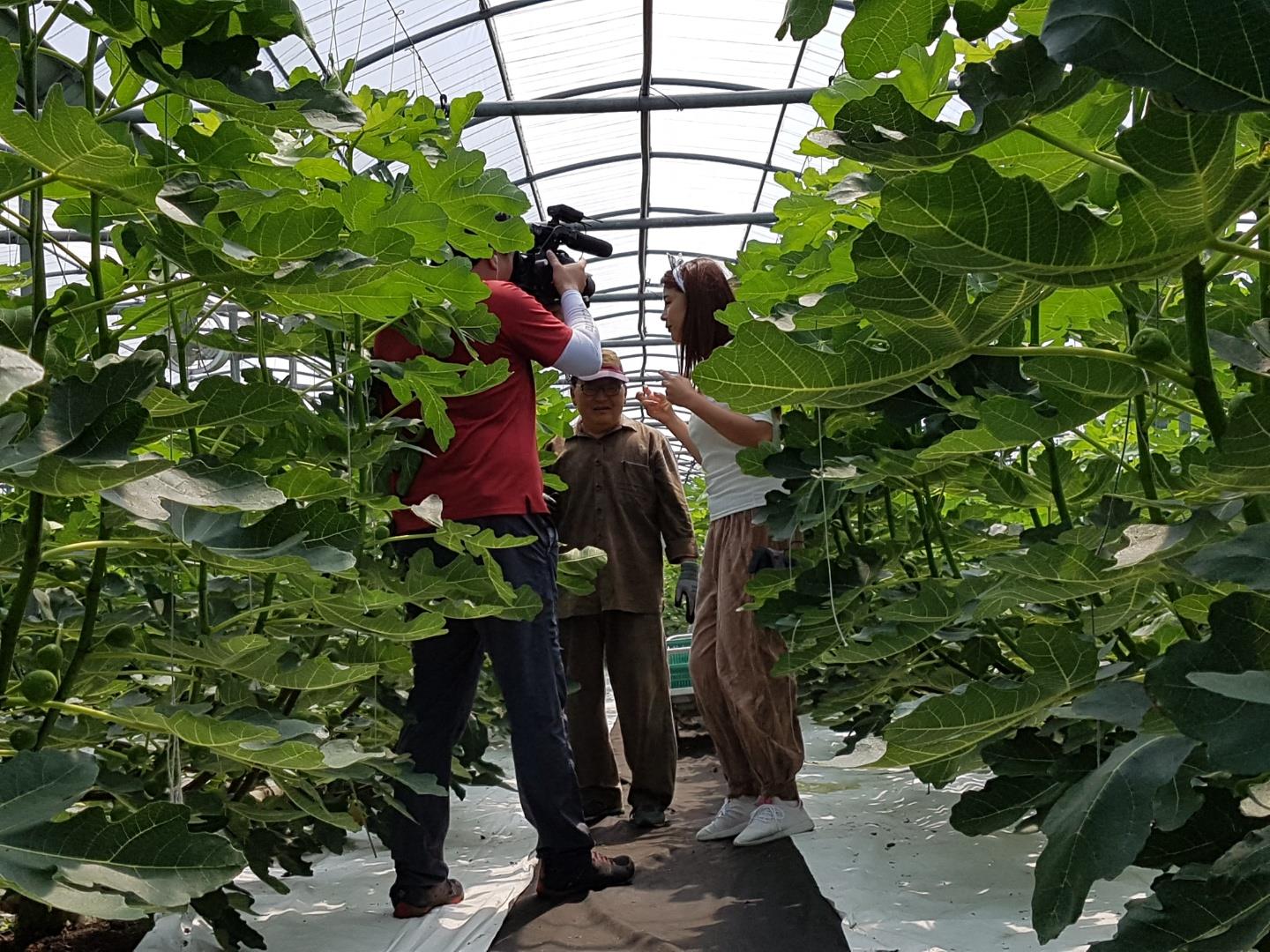 무화과 수확이 한창인 농업현장 소식