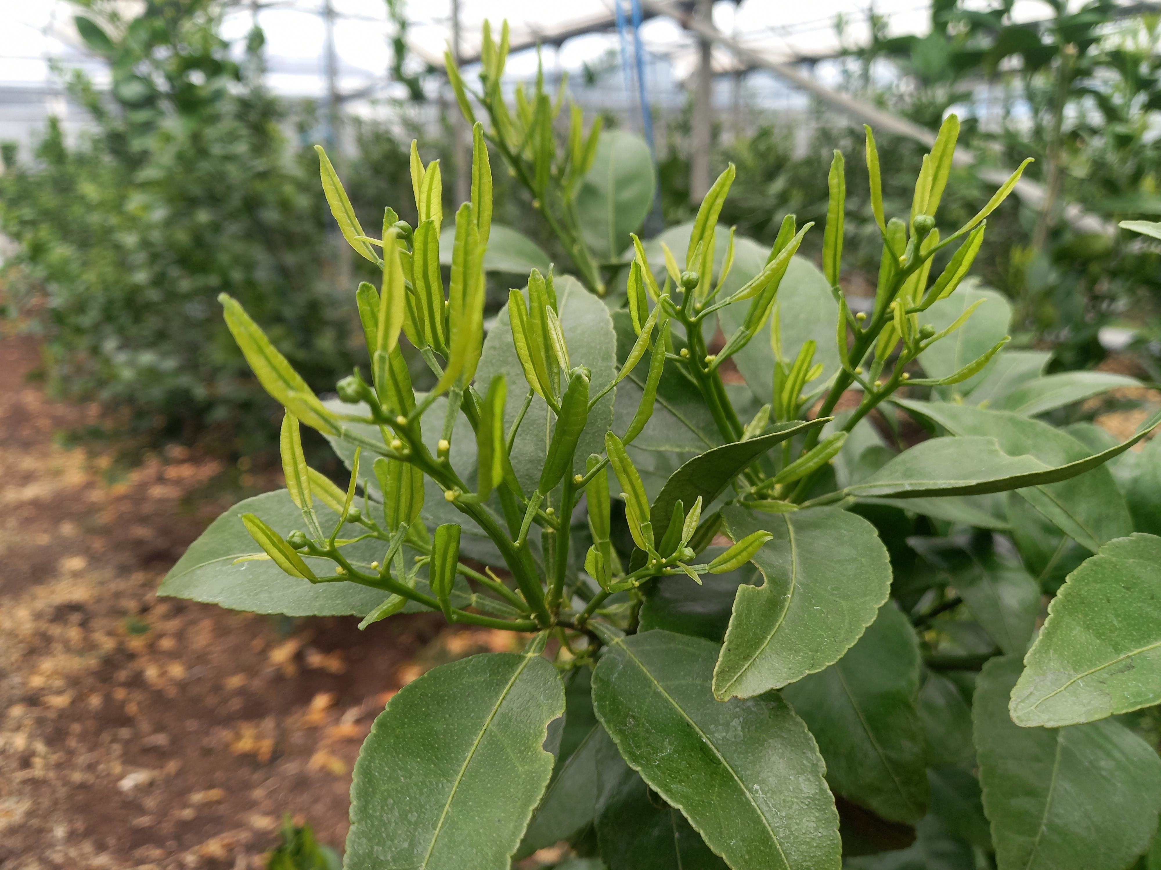 한라봉 총상유엽화 관련 문의