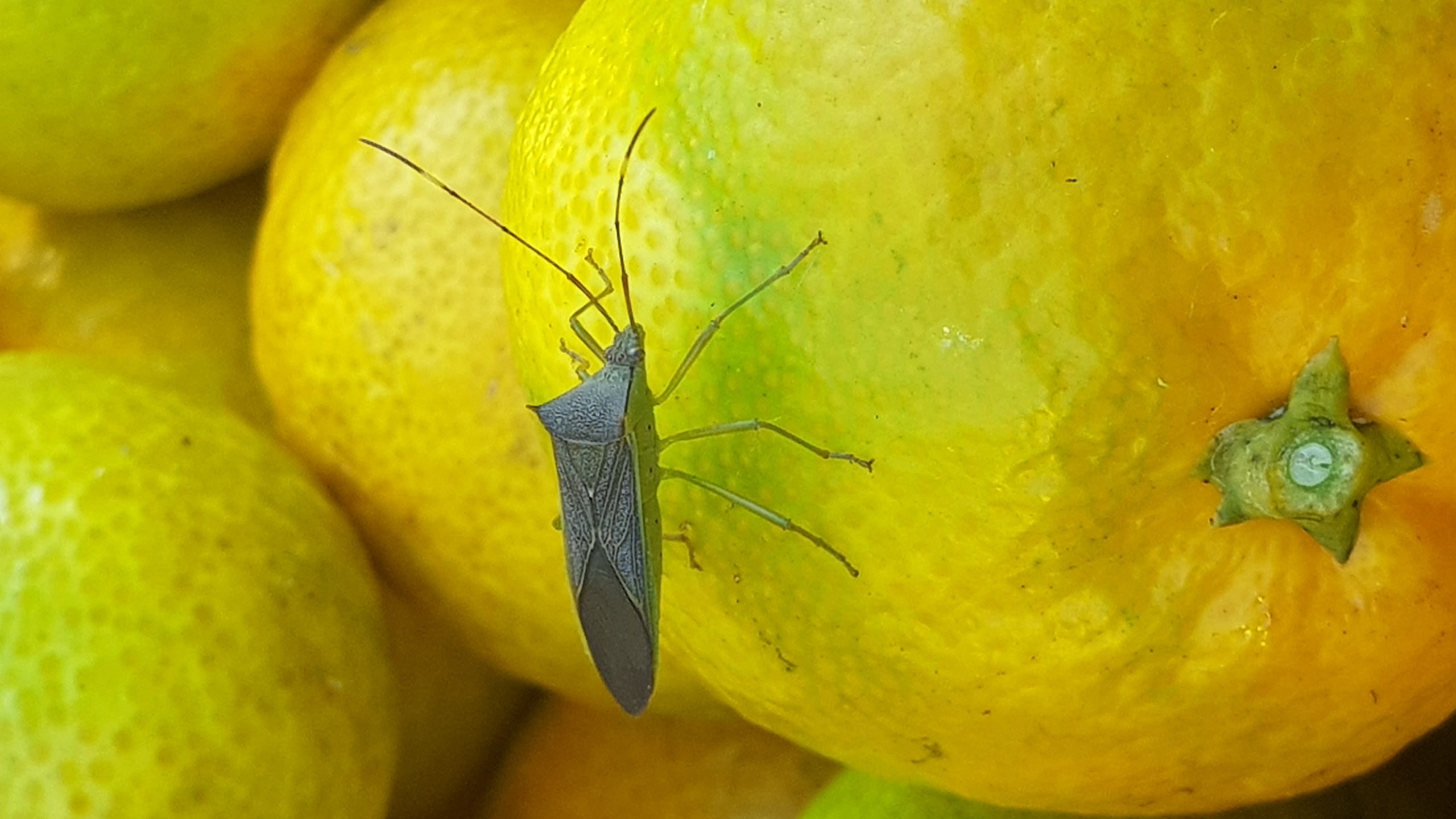 무슨벌레인가요?