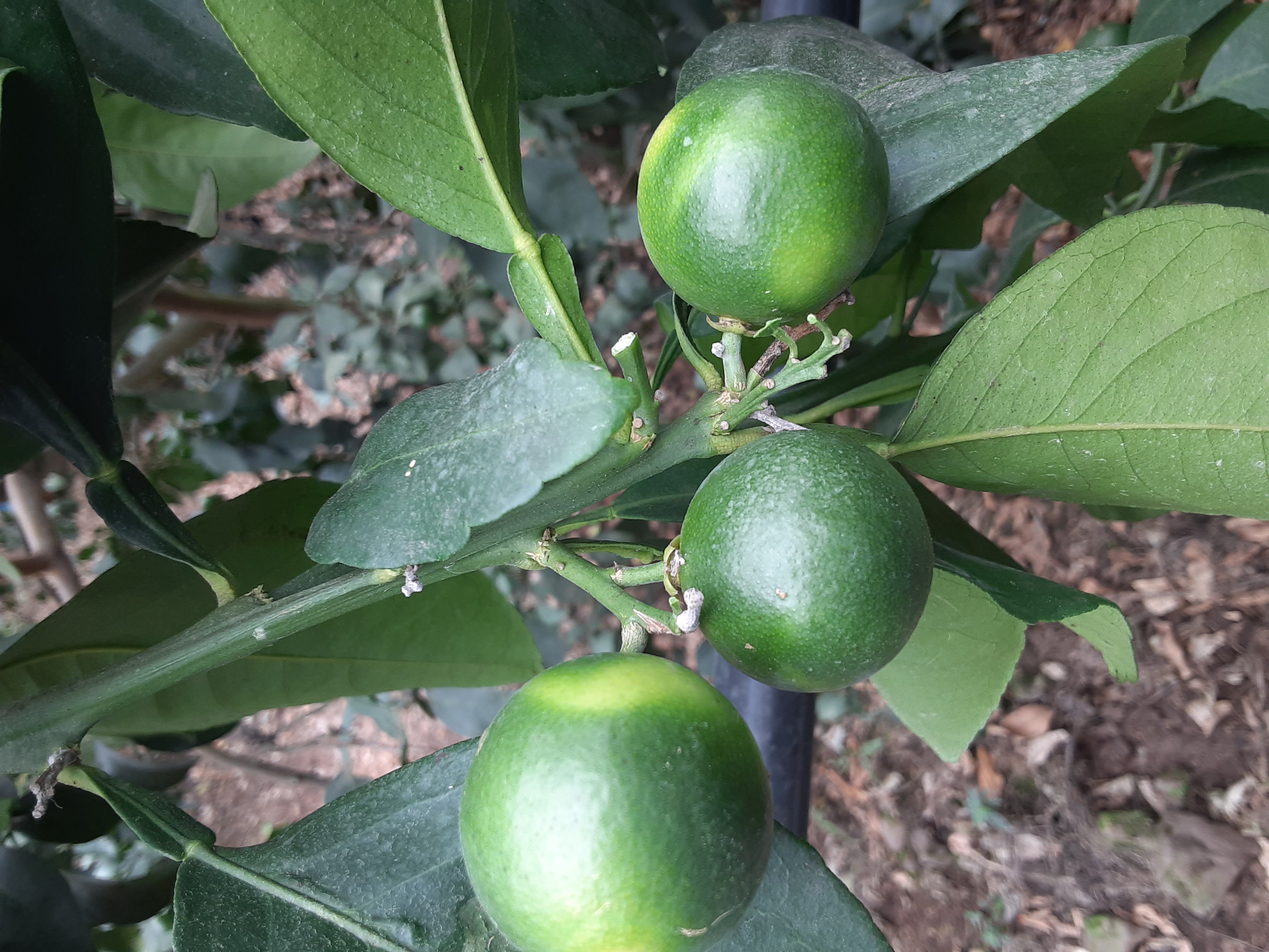 황금향 열매에 대해 문의드립니다.