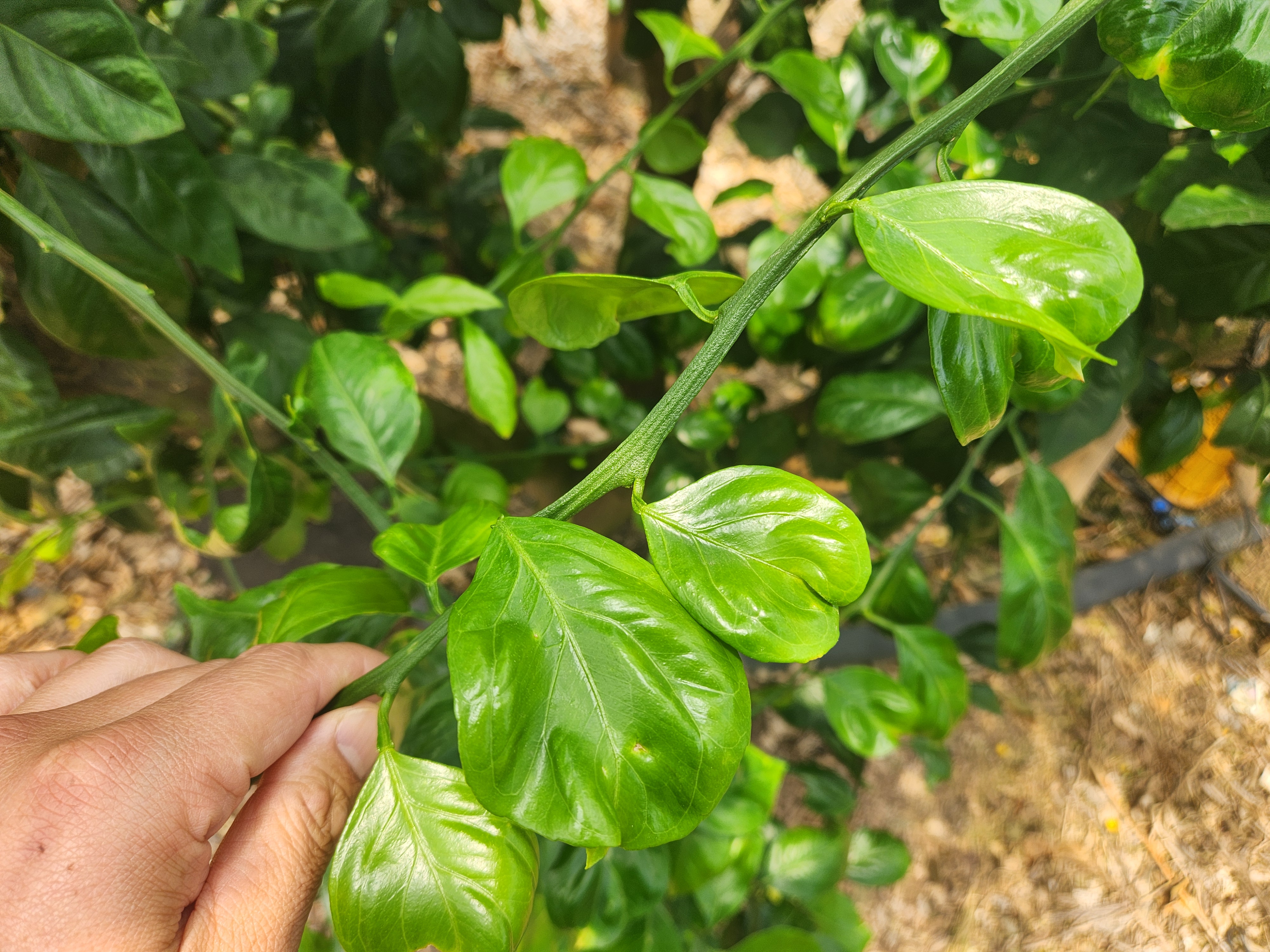 감귤잎 상태 질의