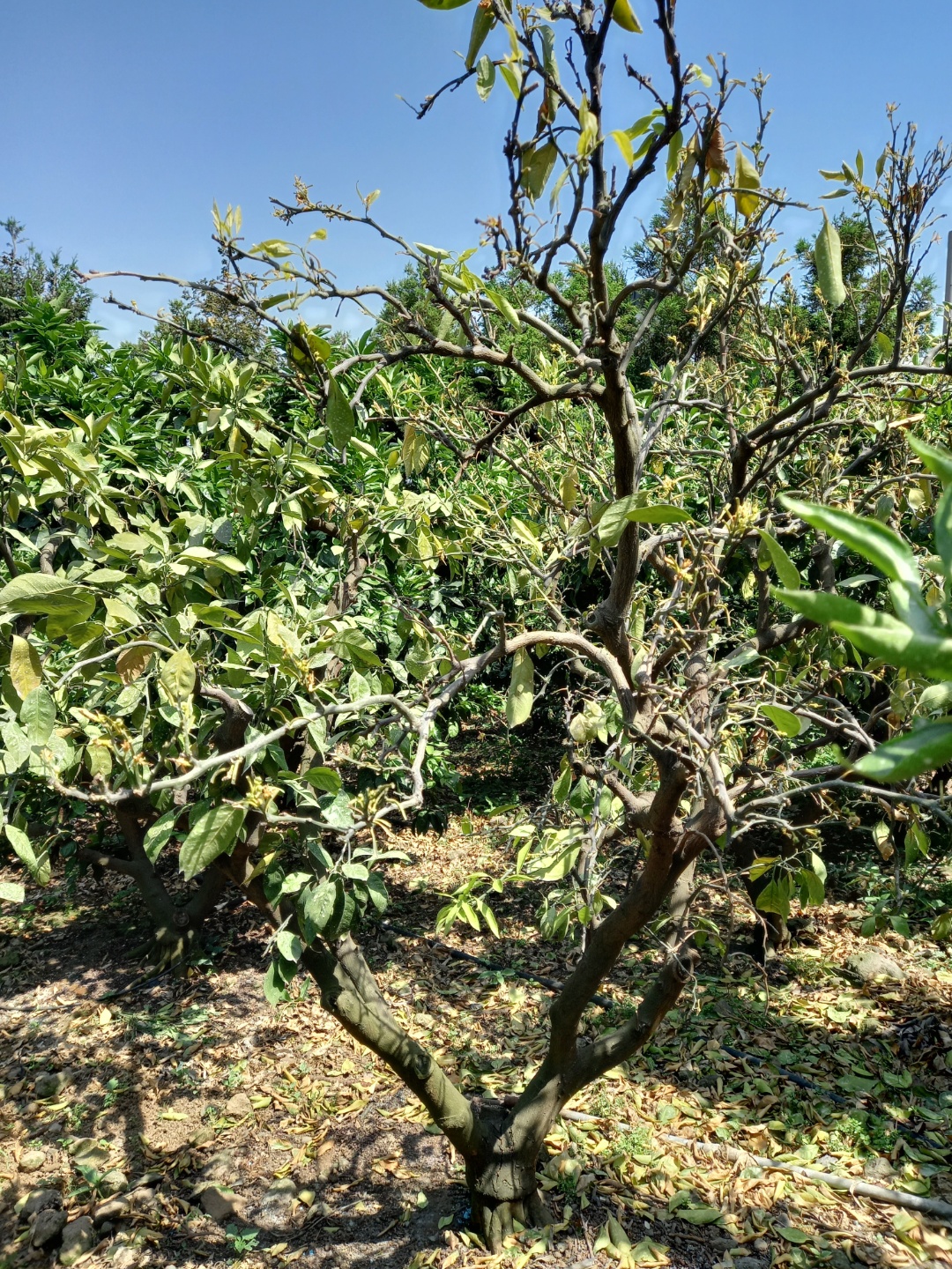 감귤나무 잎이 말라 떨어져요~