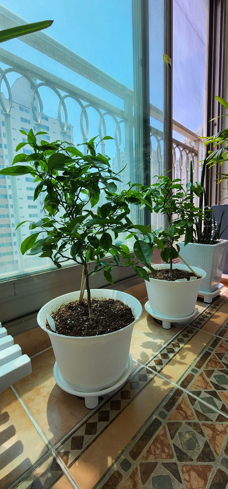 베란다에서 키우는 천혜향에 관한 문의입니다.