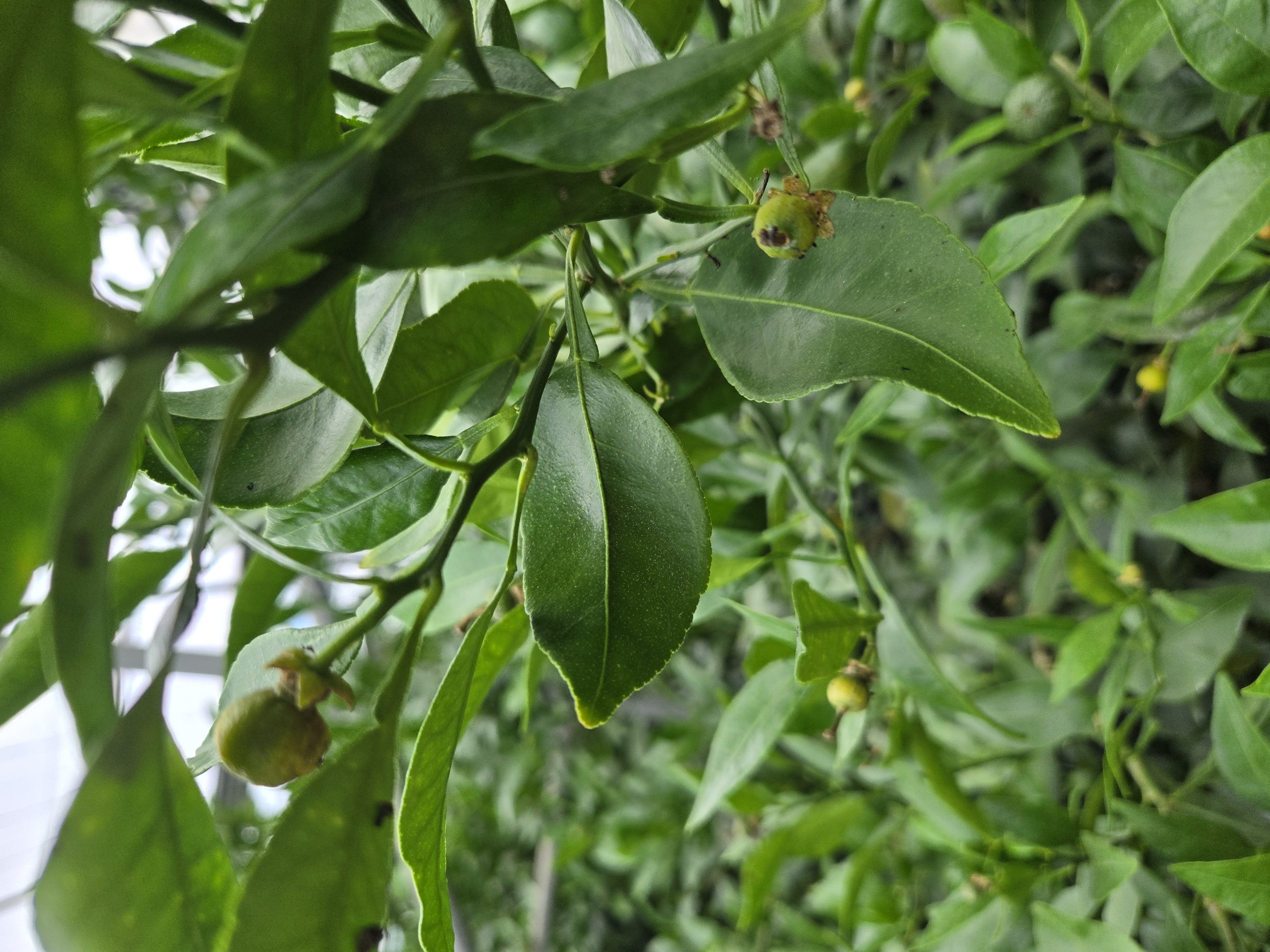 한라봉 비가림 하우스