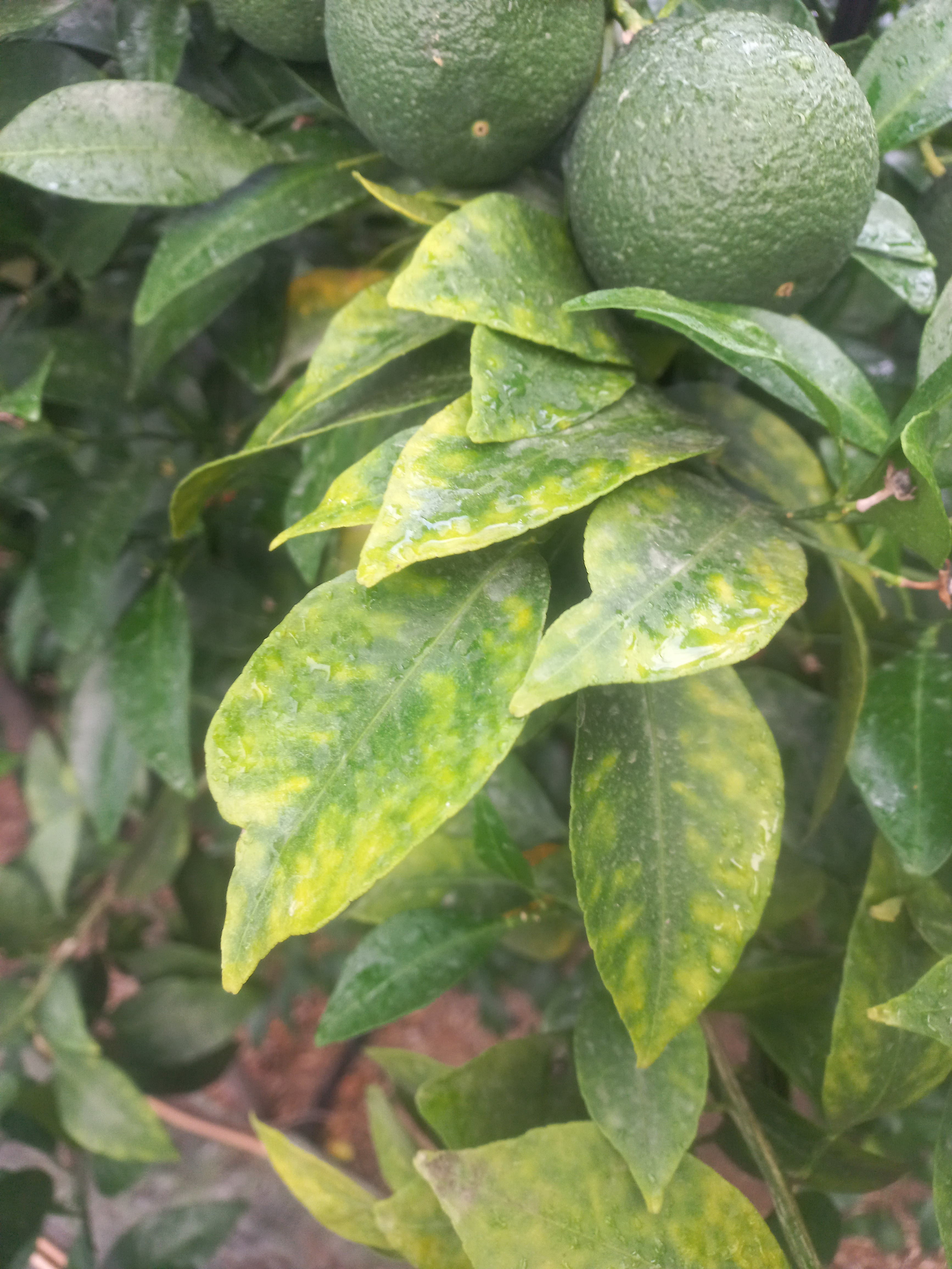 한라봉 잎사귀 상황