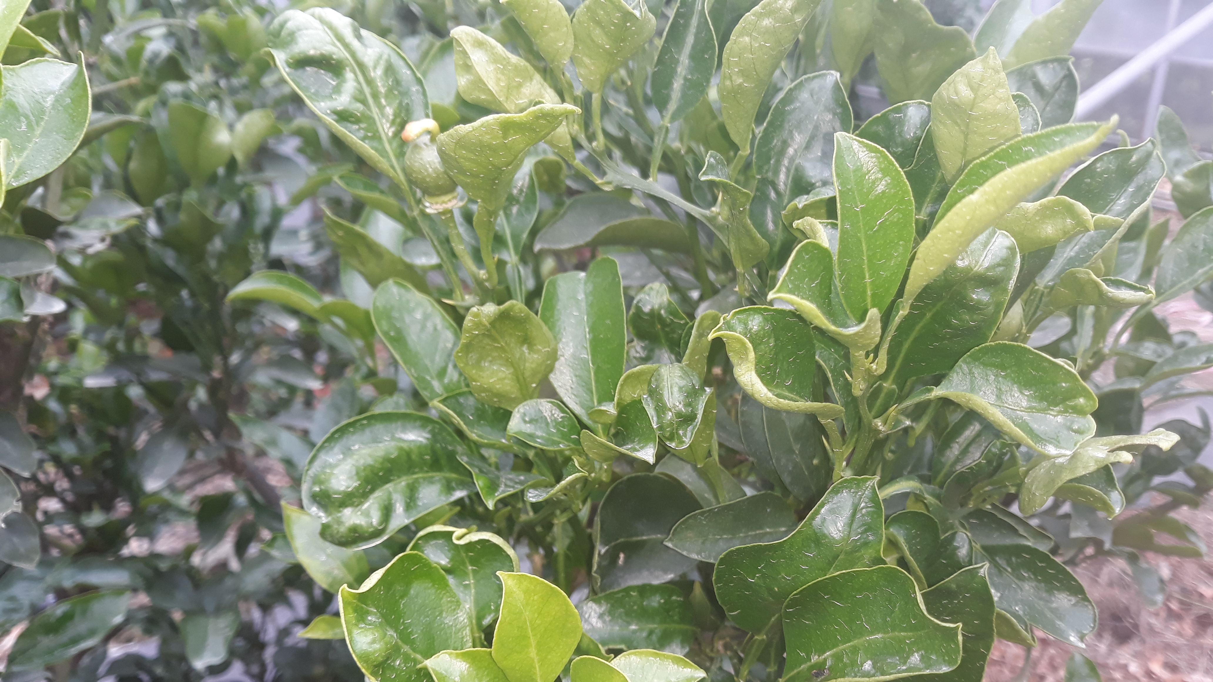 천혜향 잎이 이상해요.