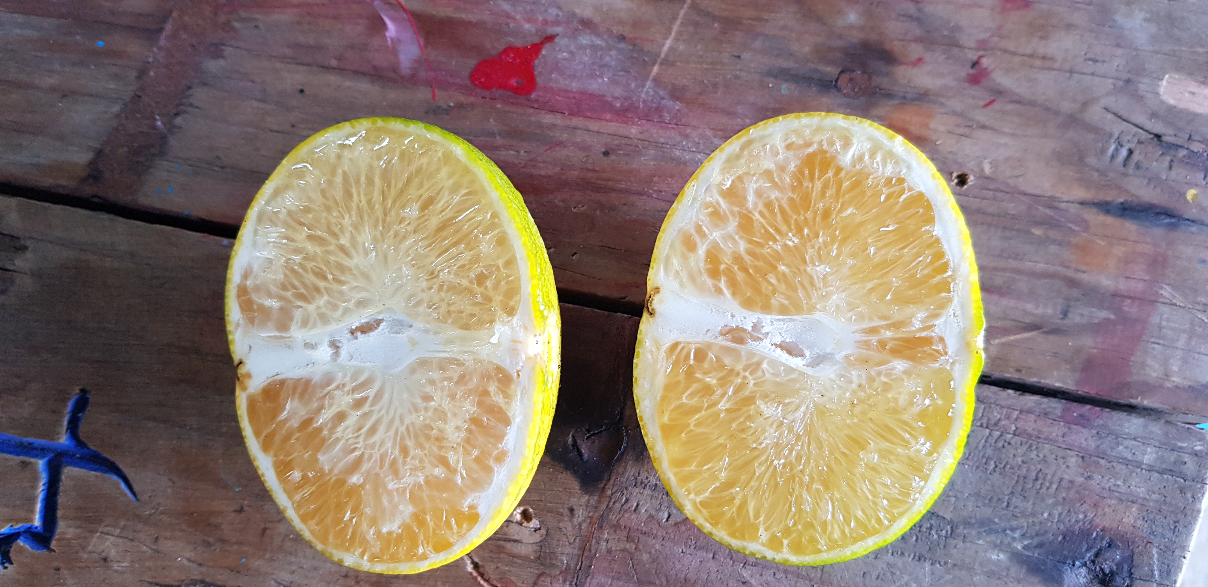 레드향 낙과 관련 문의