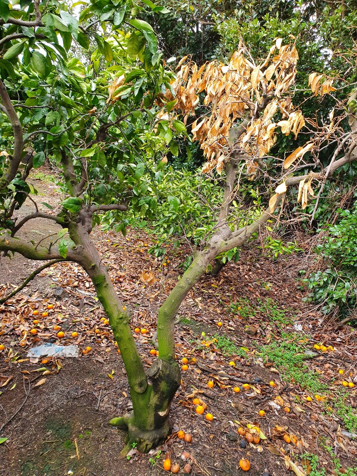 노지 밀감나무가 왜 이런건가요?