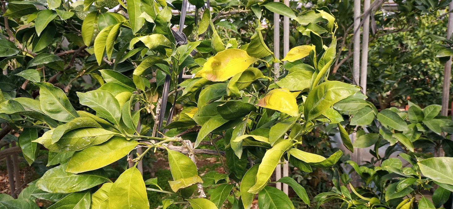 하우스 감귤 잎 증상 관련 문의드립니다.