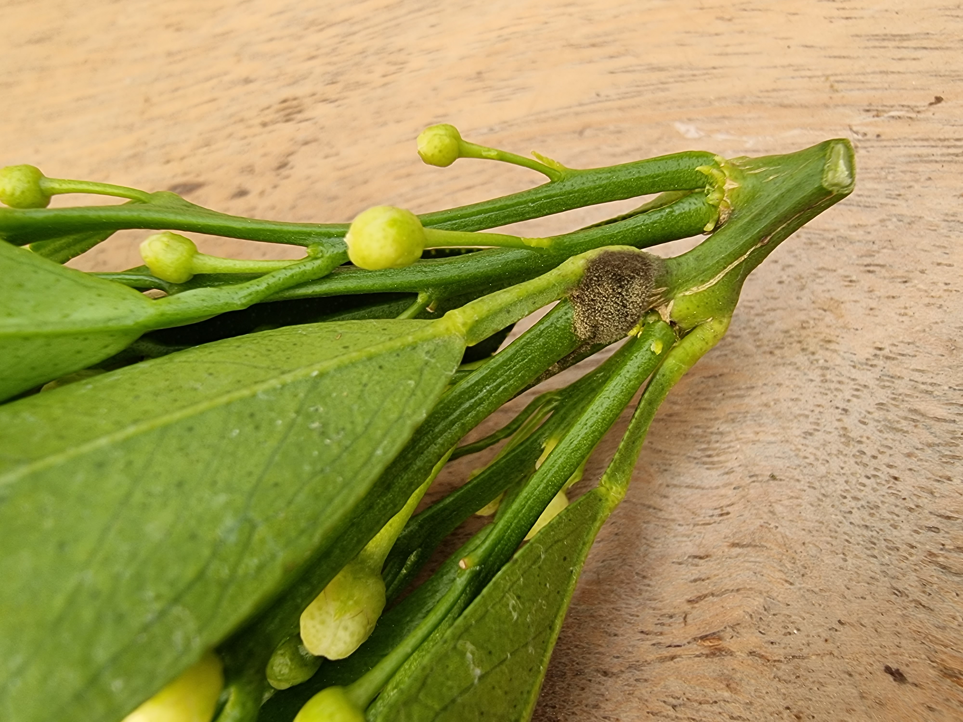 잿빛곰팡이는 아닌듯 하여 어떤 방제가 필요할까요